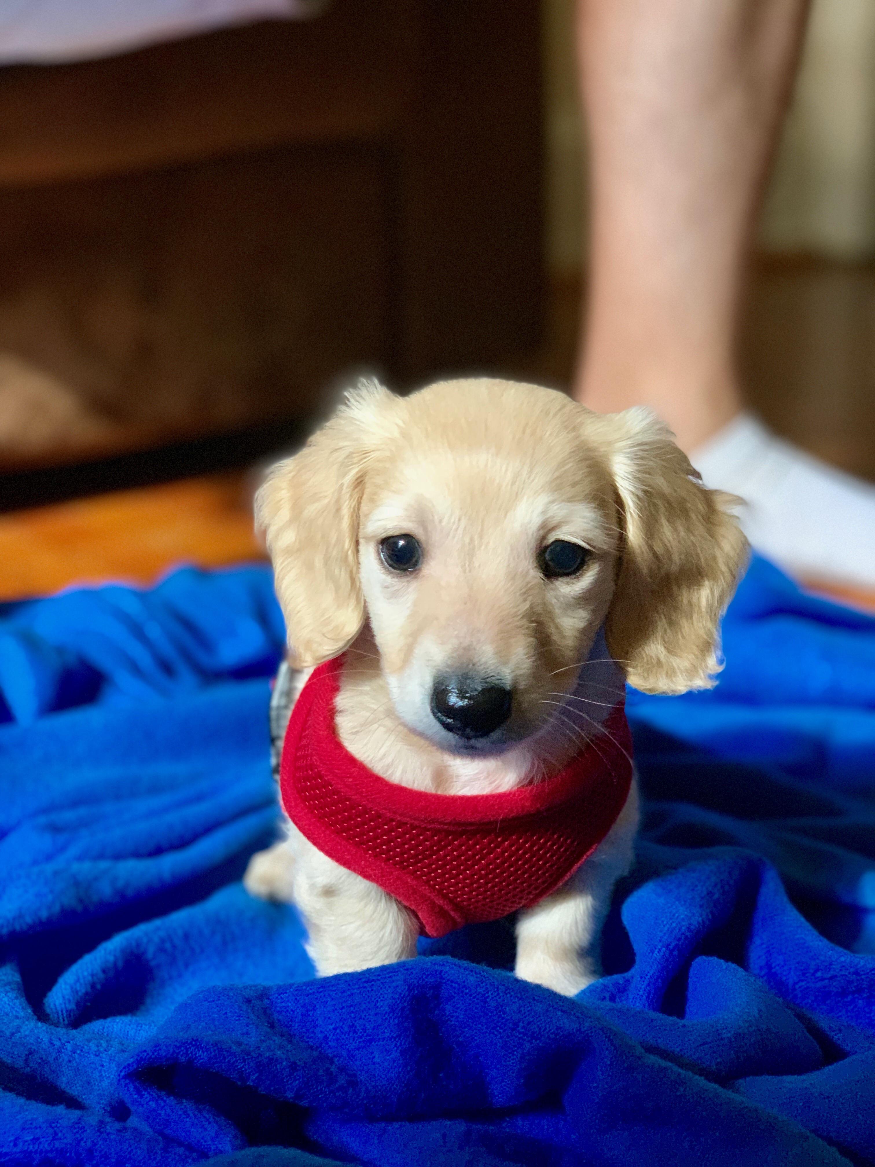 Reddit, meet Bean. r/aww