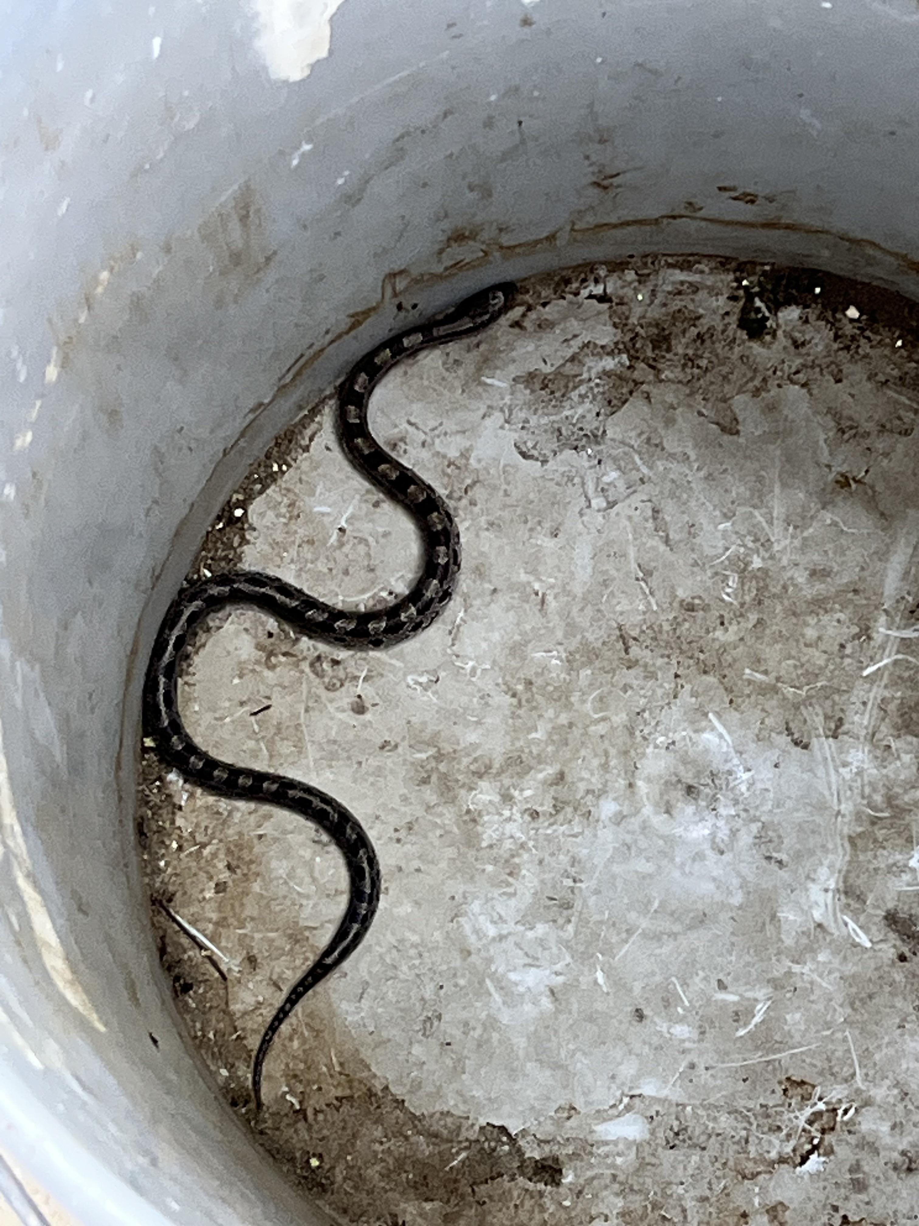 Is this a baby timber rattlesnake? r/reptiles