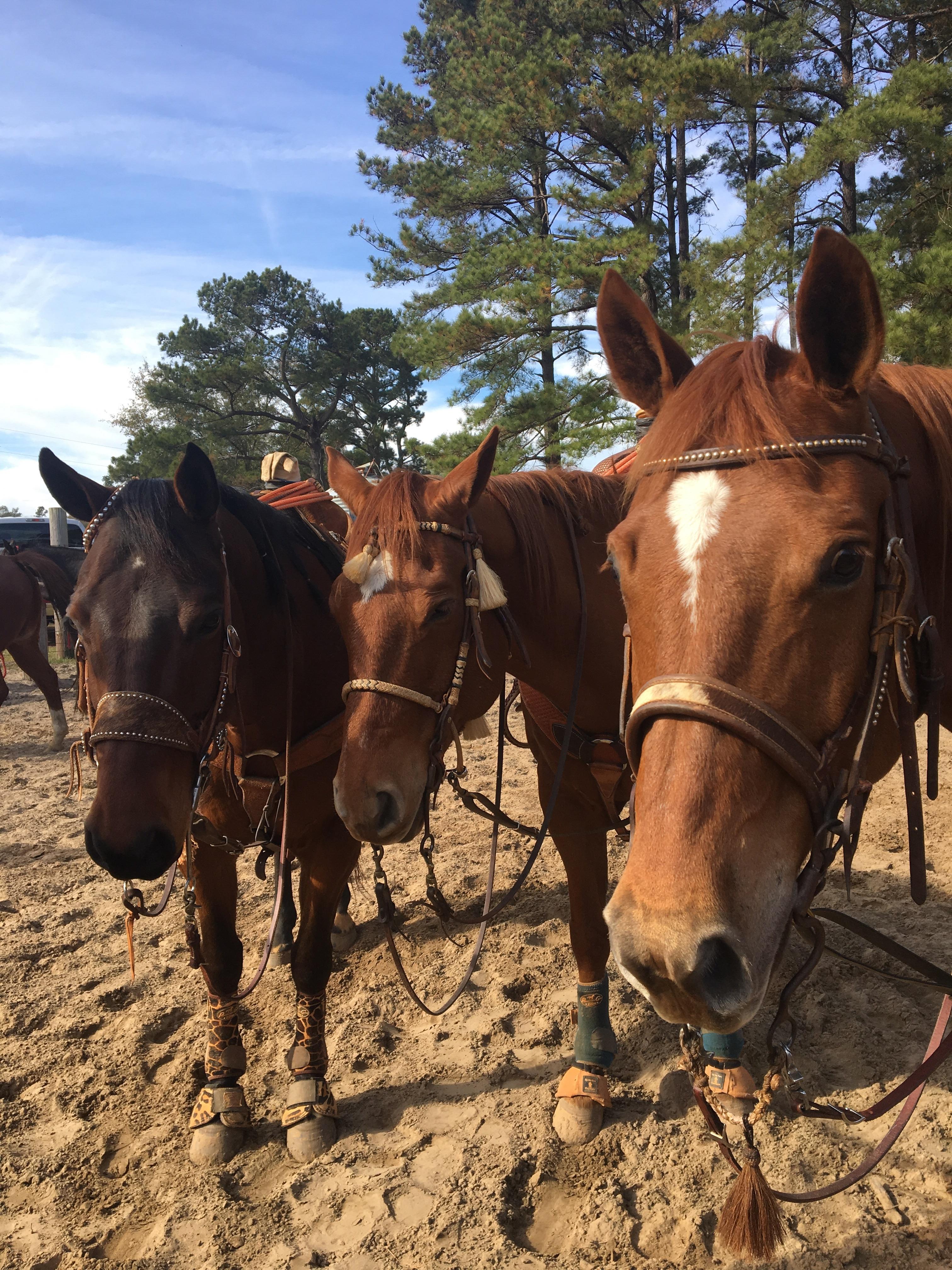 The 3 Amigos r/Horses