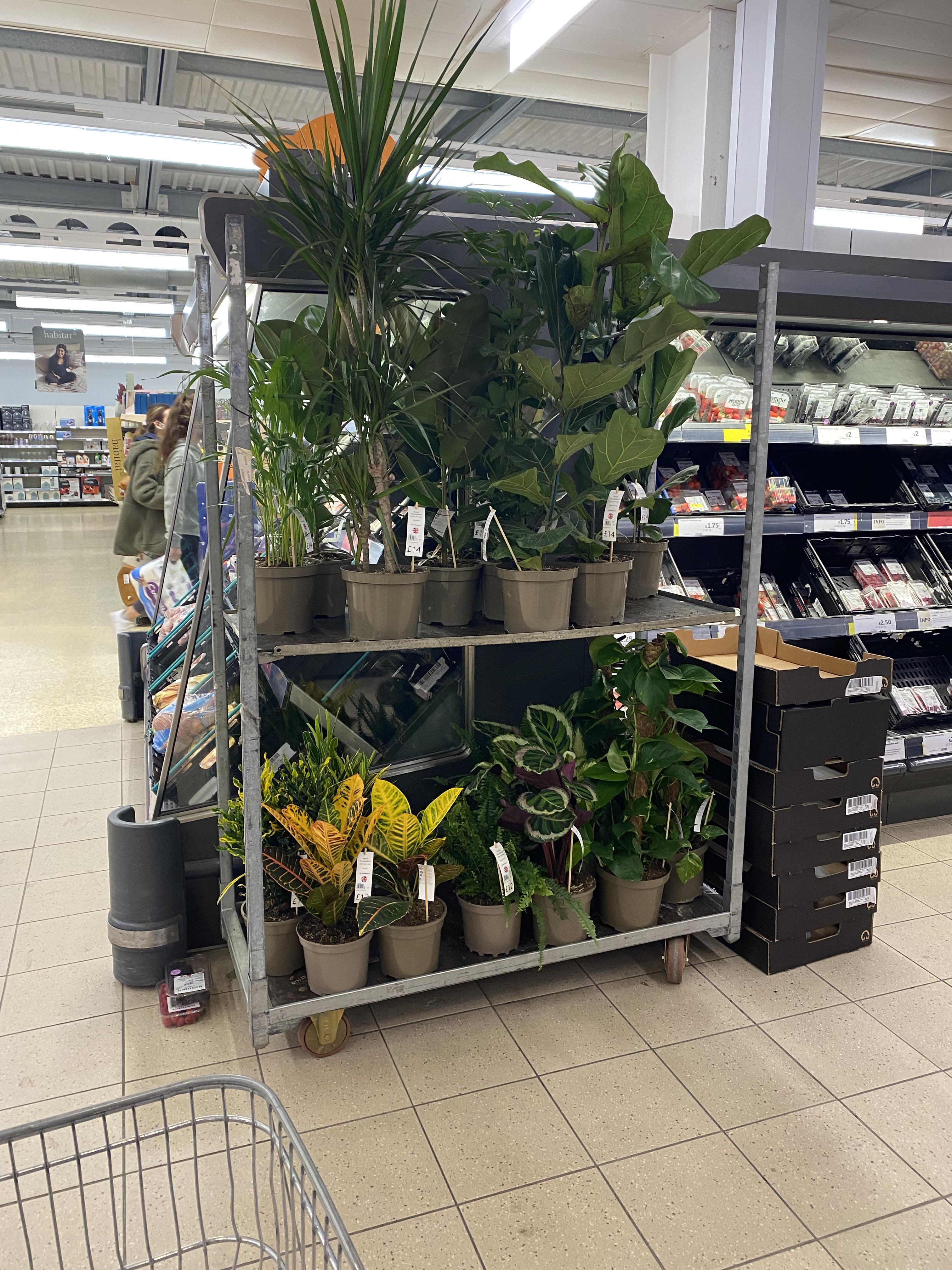 £14 in Sainsburys. Considered dumping my shopping and wheeling the