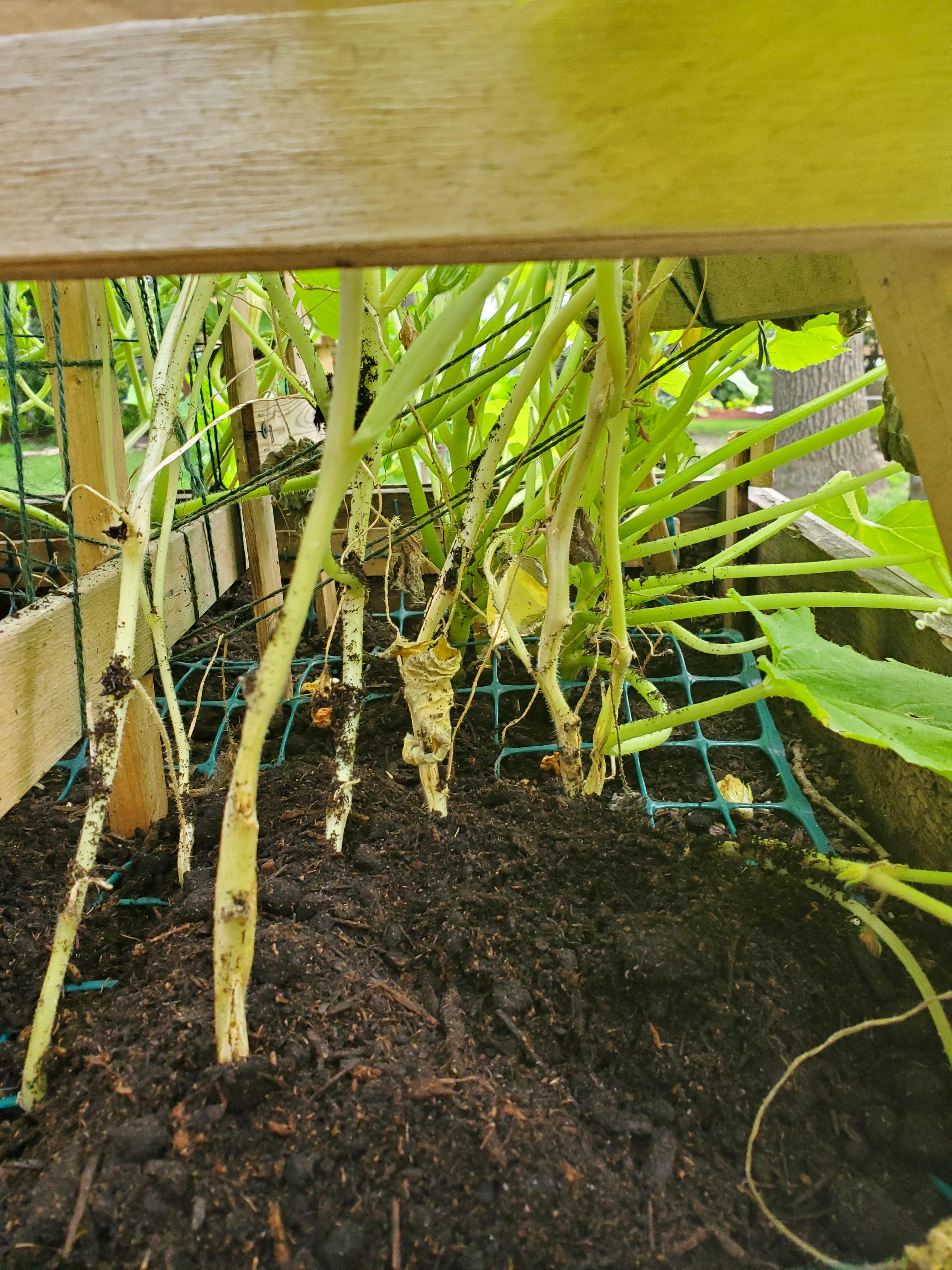 Does anyone know why my squash plants look like this at the base? Is it