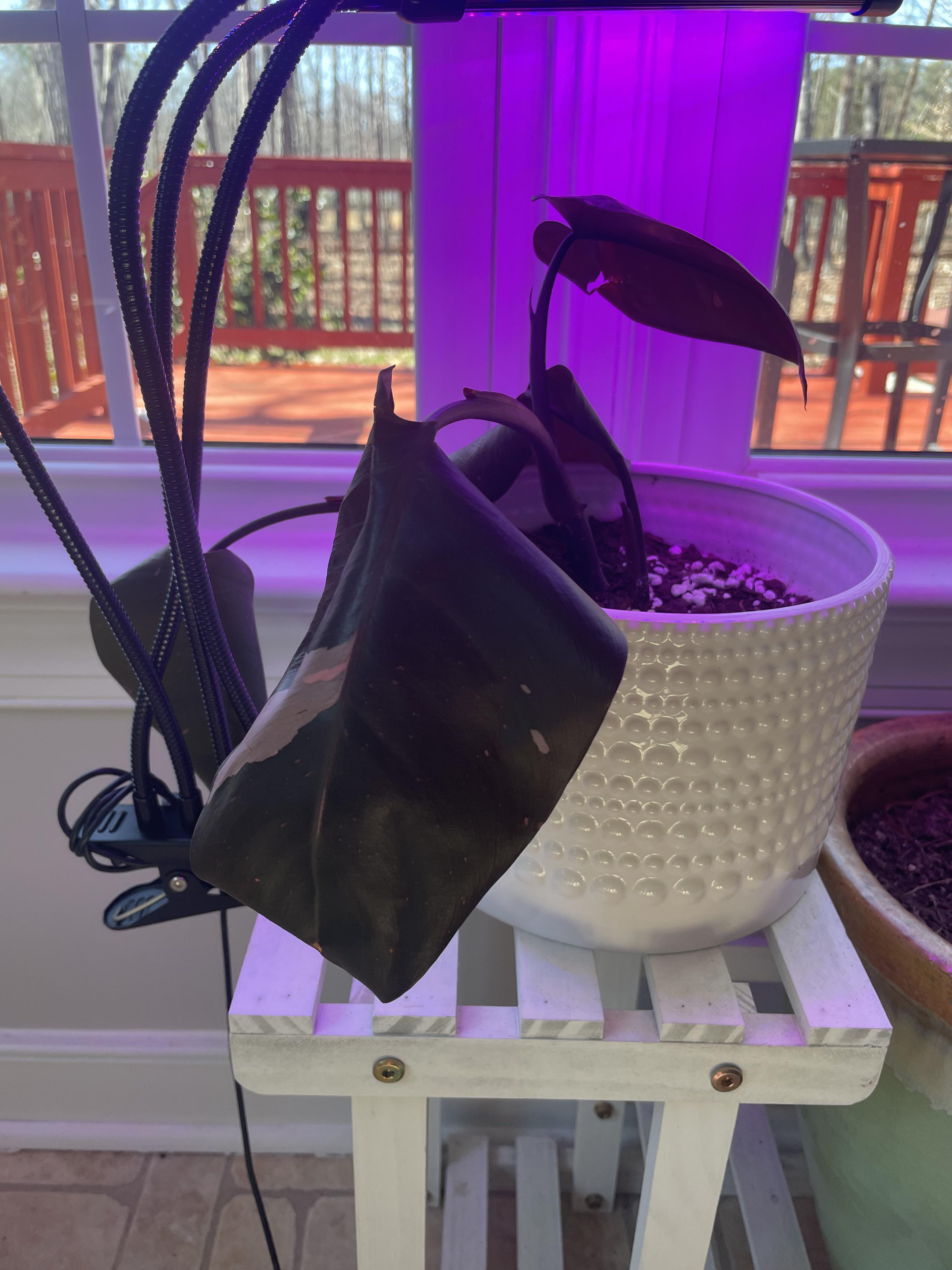 A princess Pink Princess? houseplants