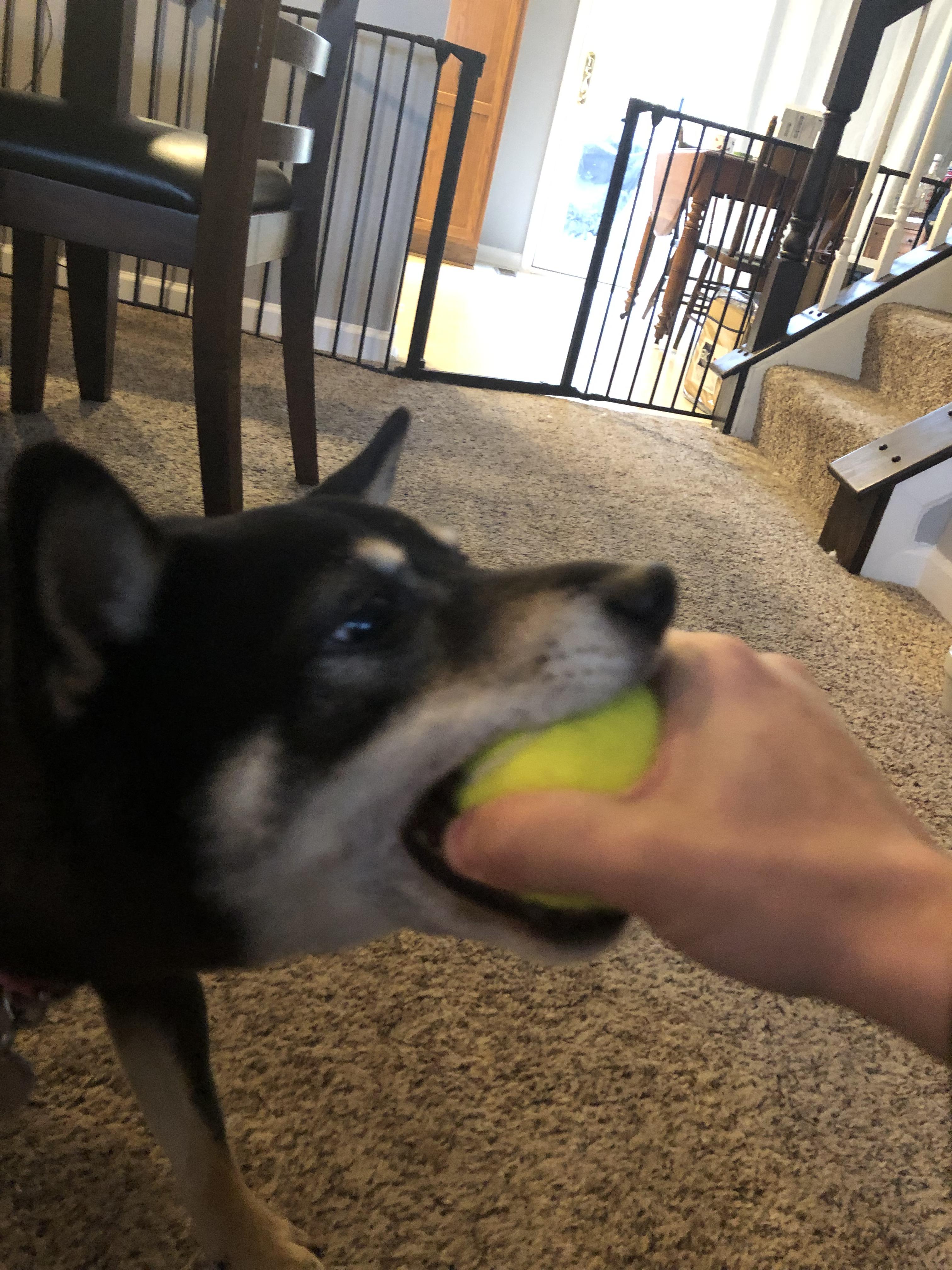 No take! Only throw! r/shiba