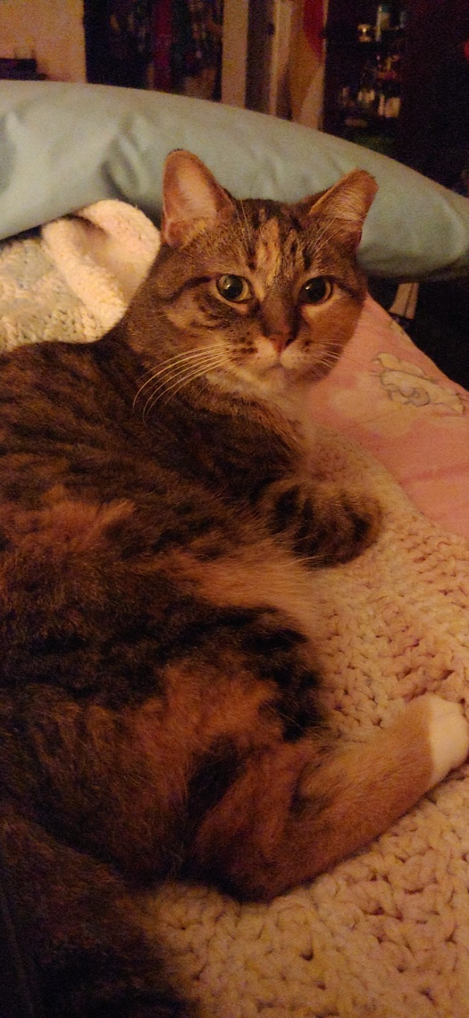 Even cats can get triggered from chewing 😹 r/misophonia