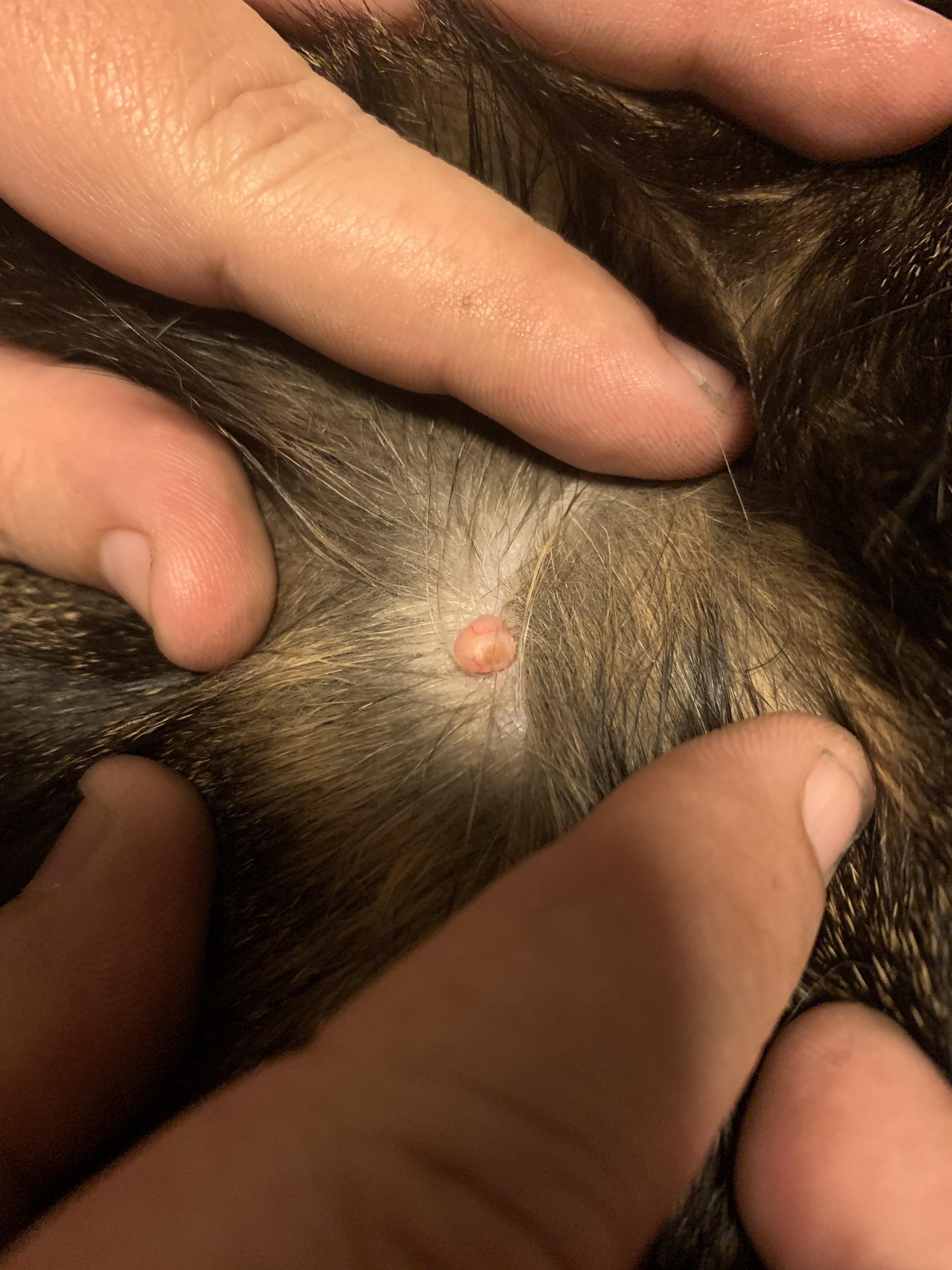 What Do You Think, Skin Tag? Tick? Something Else Entirely? : R/Catquestions