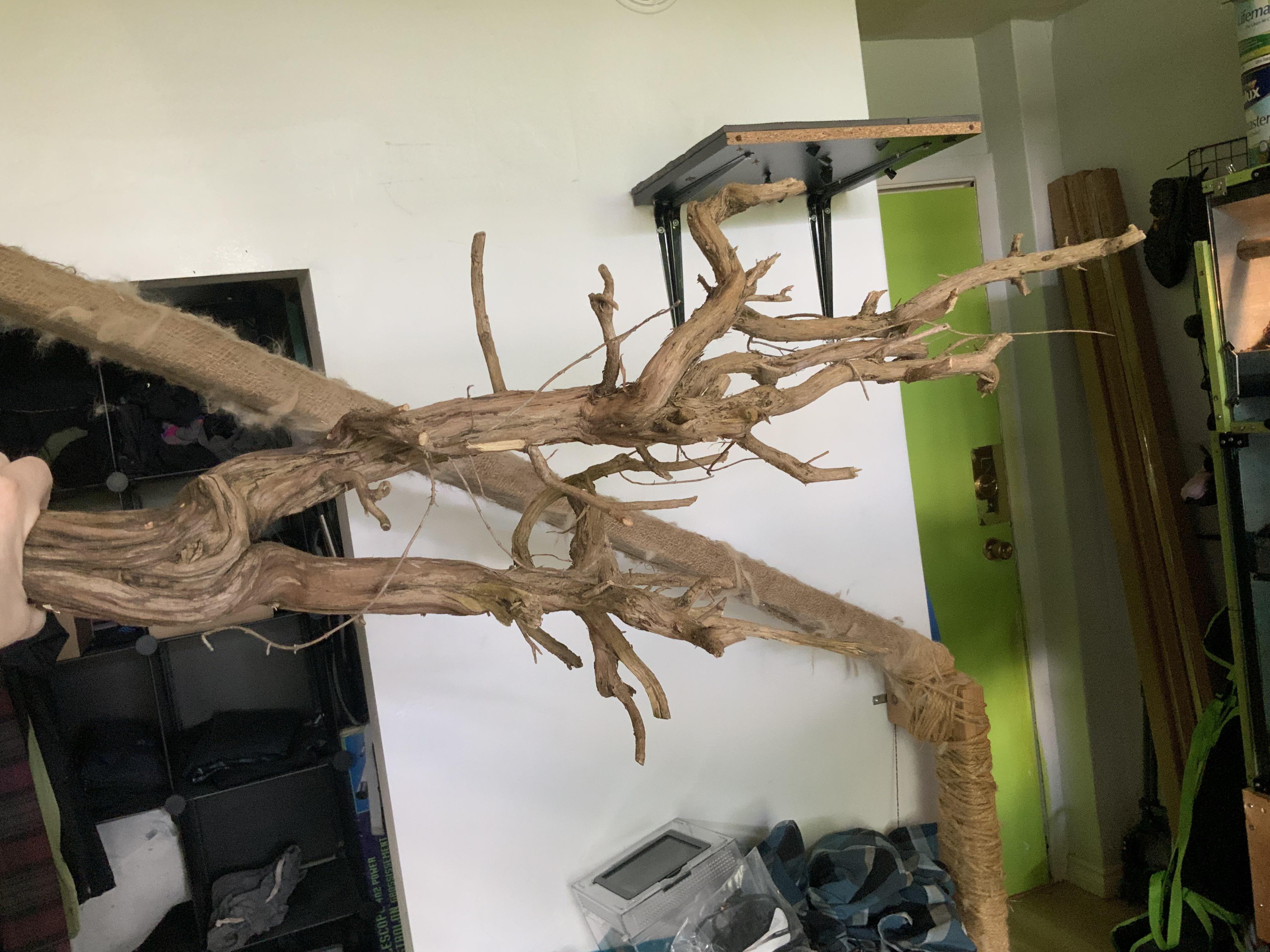 Is this probably a safe wood for reptiles? (Found in the compost bin at