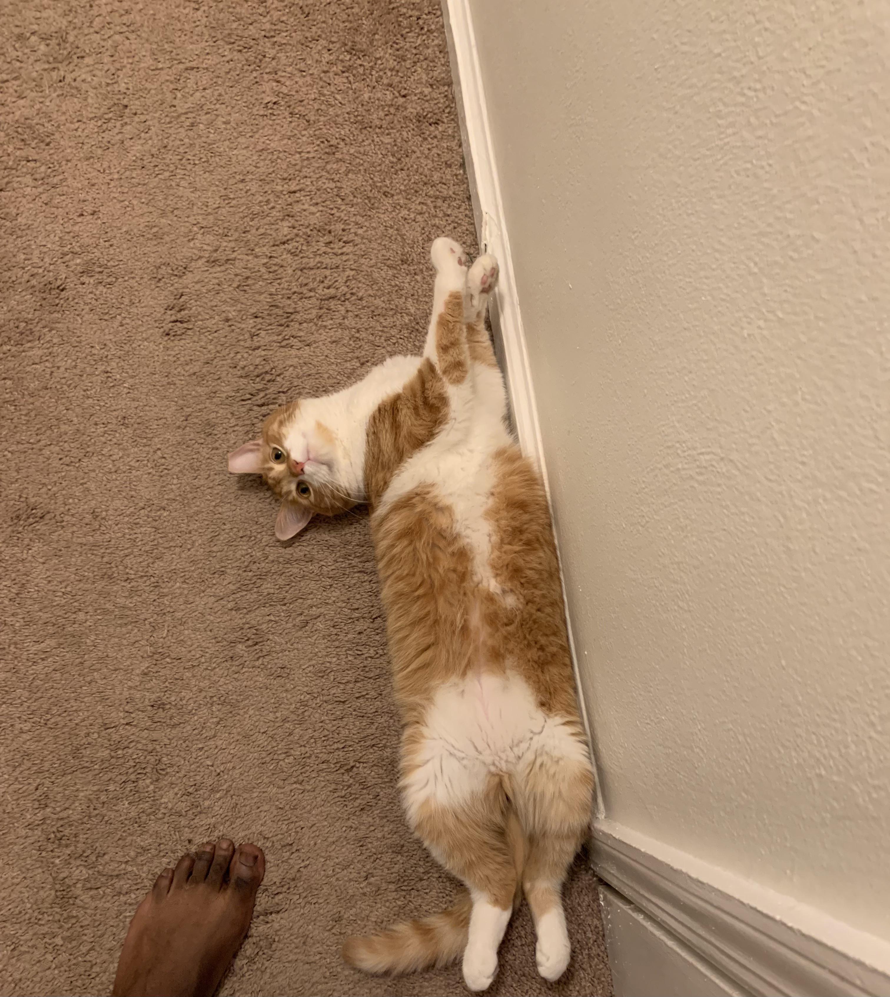 45 Hilarious Literary Cat Names Puns Punstoppable 🛑