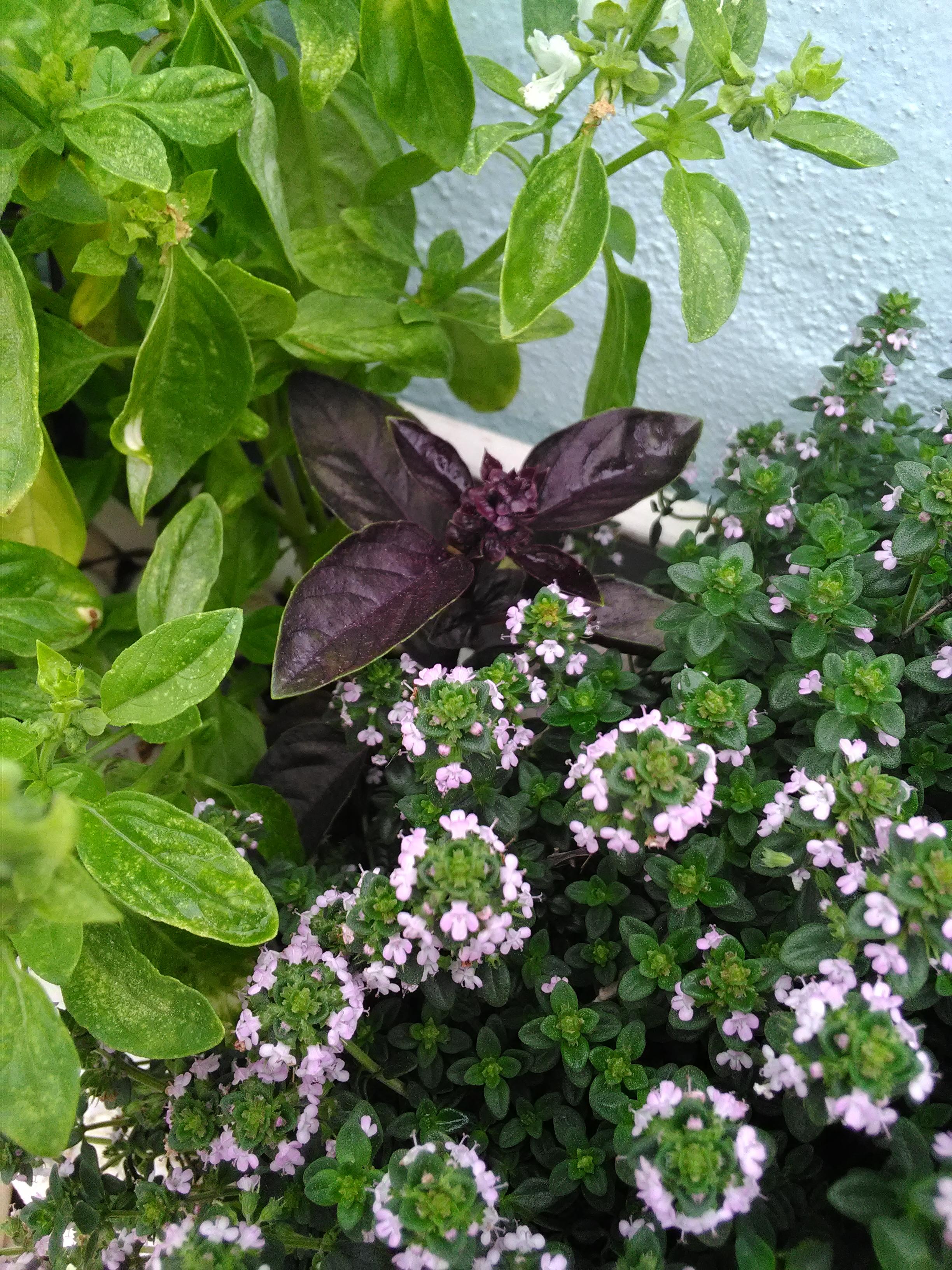 Basil,black basil,lemon thyme r/gardening