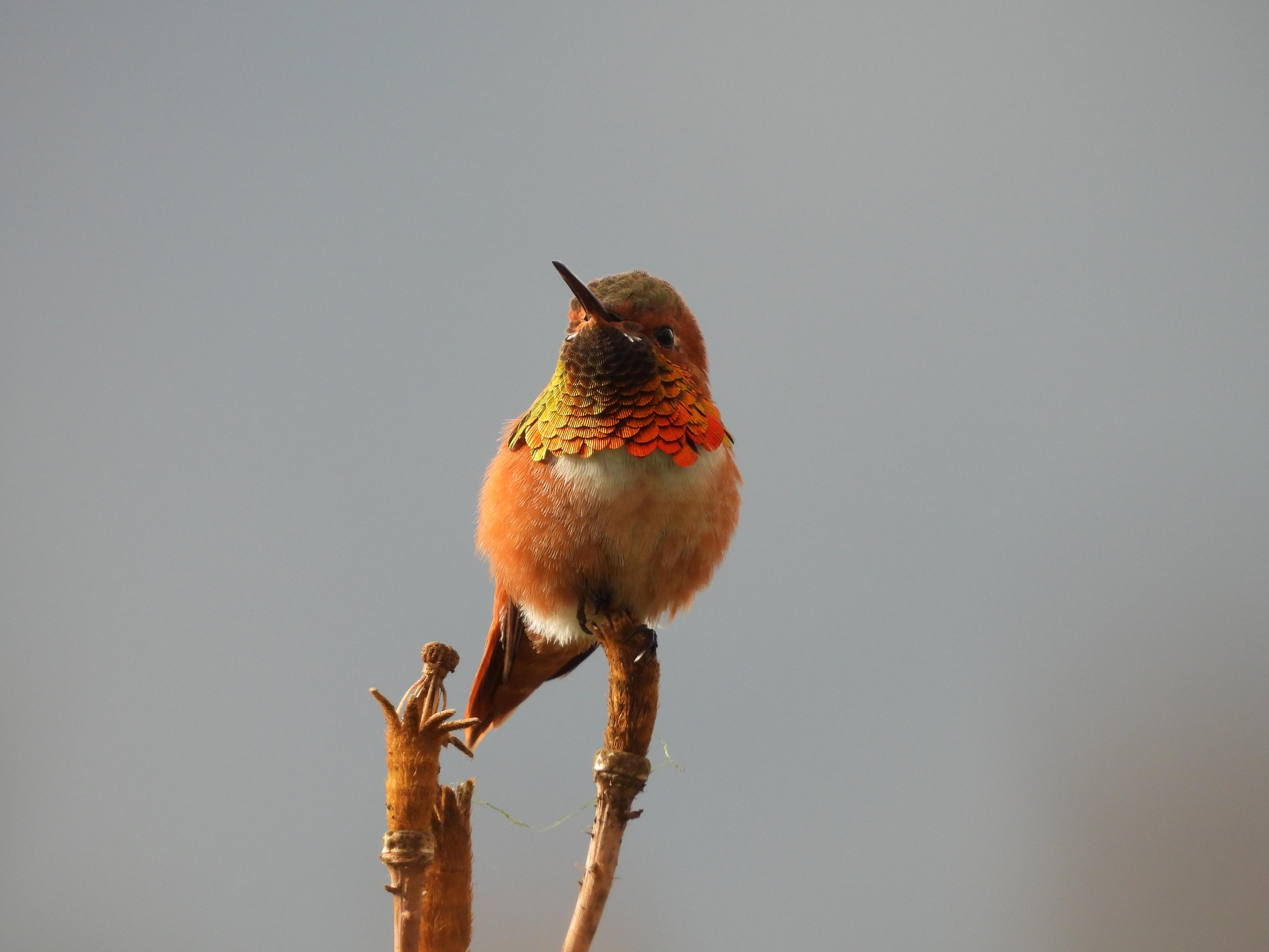 Allen's Hummingbird Los Angeles, CA r/birding