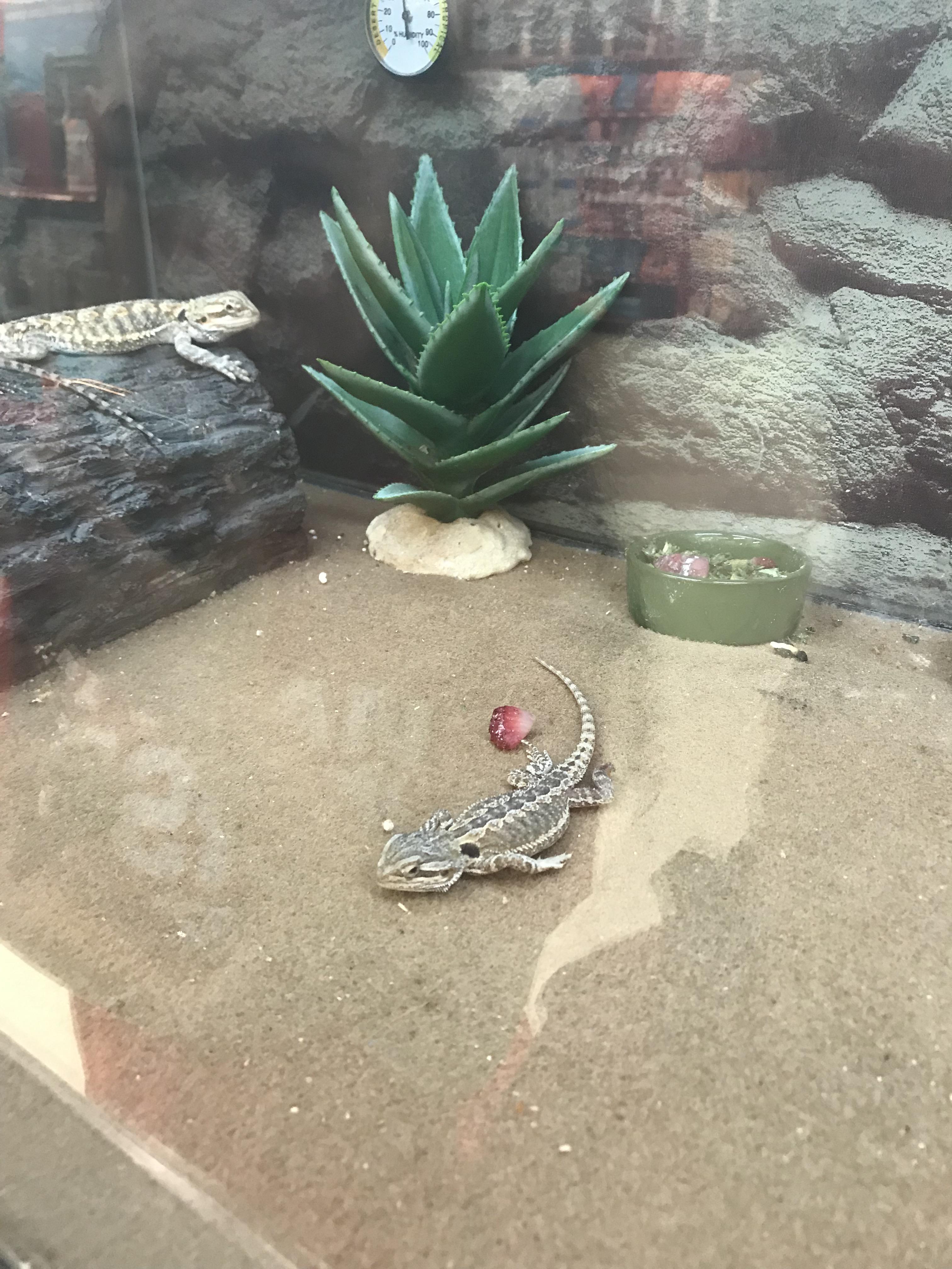 Petco cage with bearded dragon