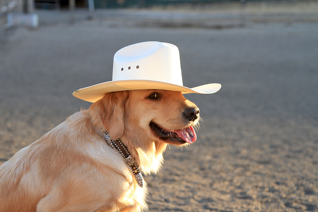 PsBattle A Golden Retriever wearing a cowboy hat