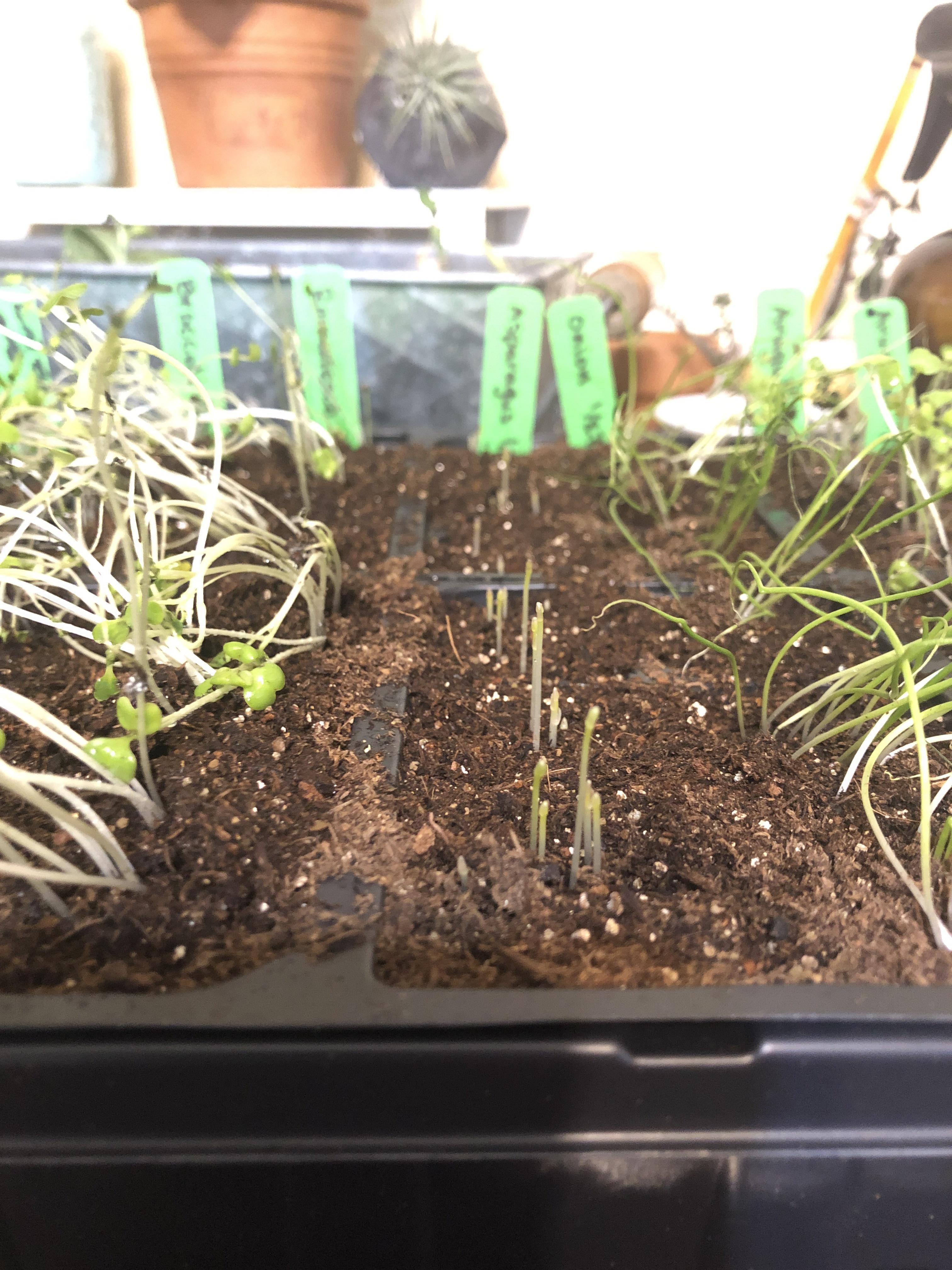 Asparagus advice Zone 8b. Hi all! I’m growing asparagus for the first