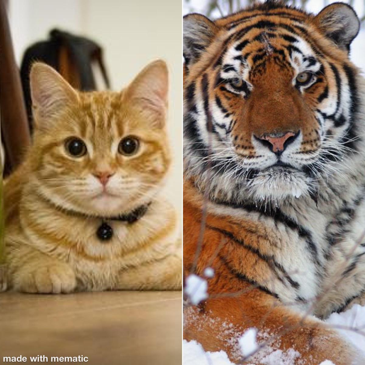 Your house cat and tigers share 95.6 DNA. Which means if you have a