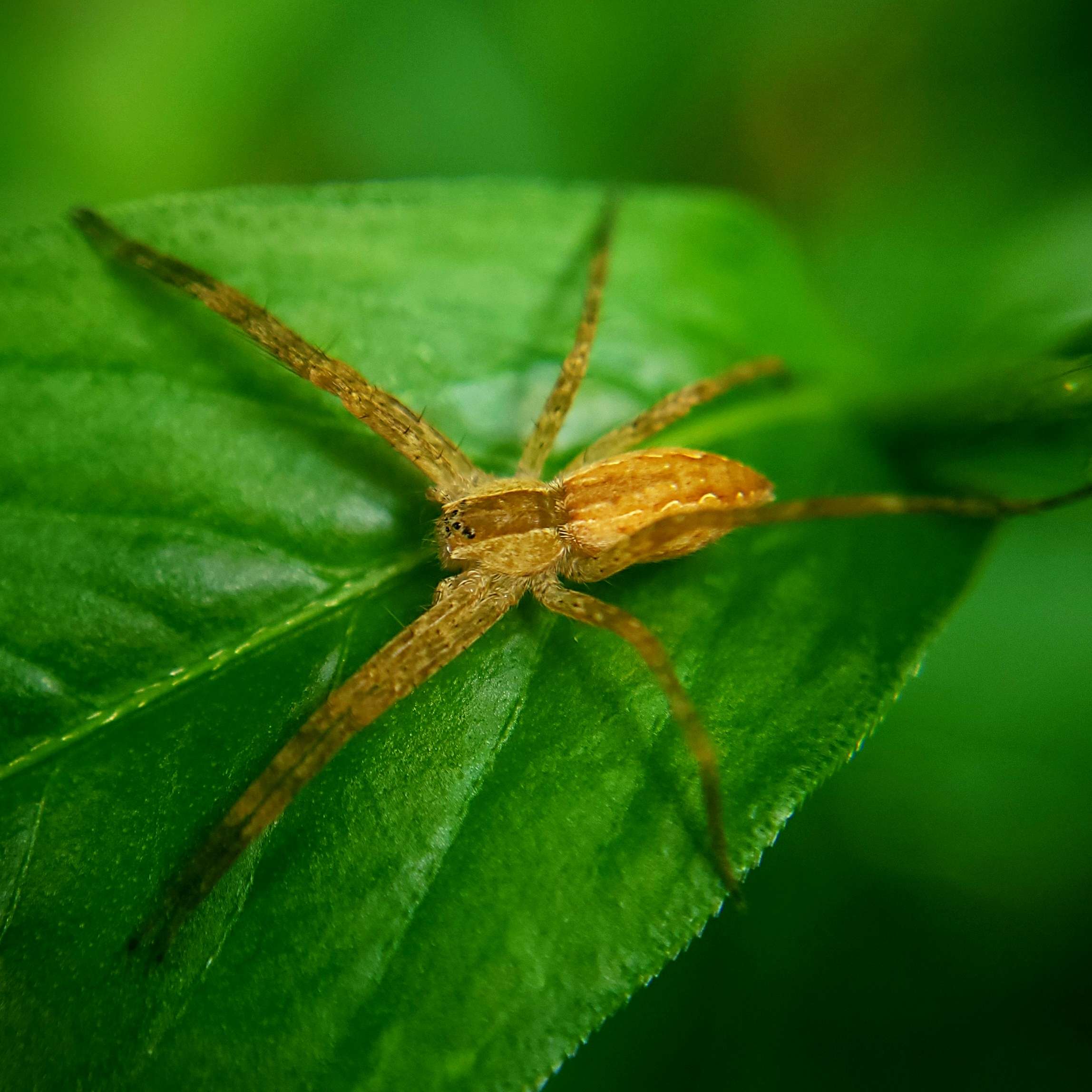 Nursery  Spiders may be neither incredibly rare nor incredibly