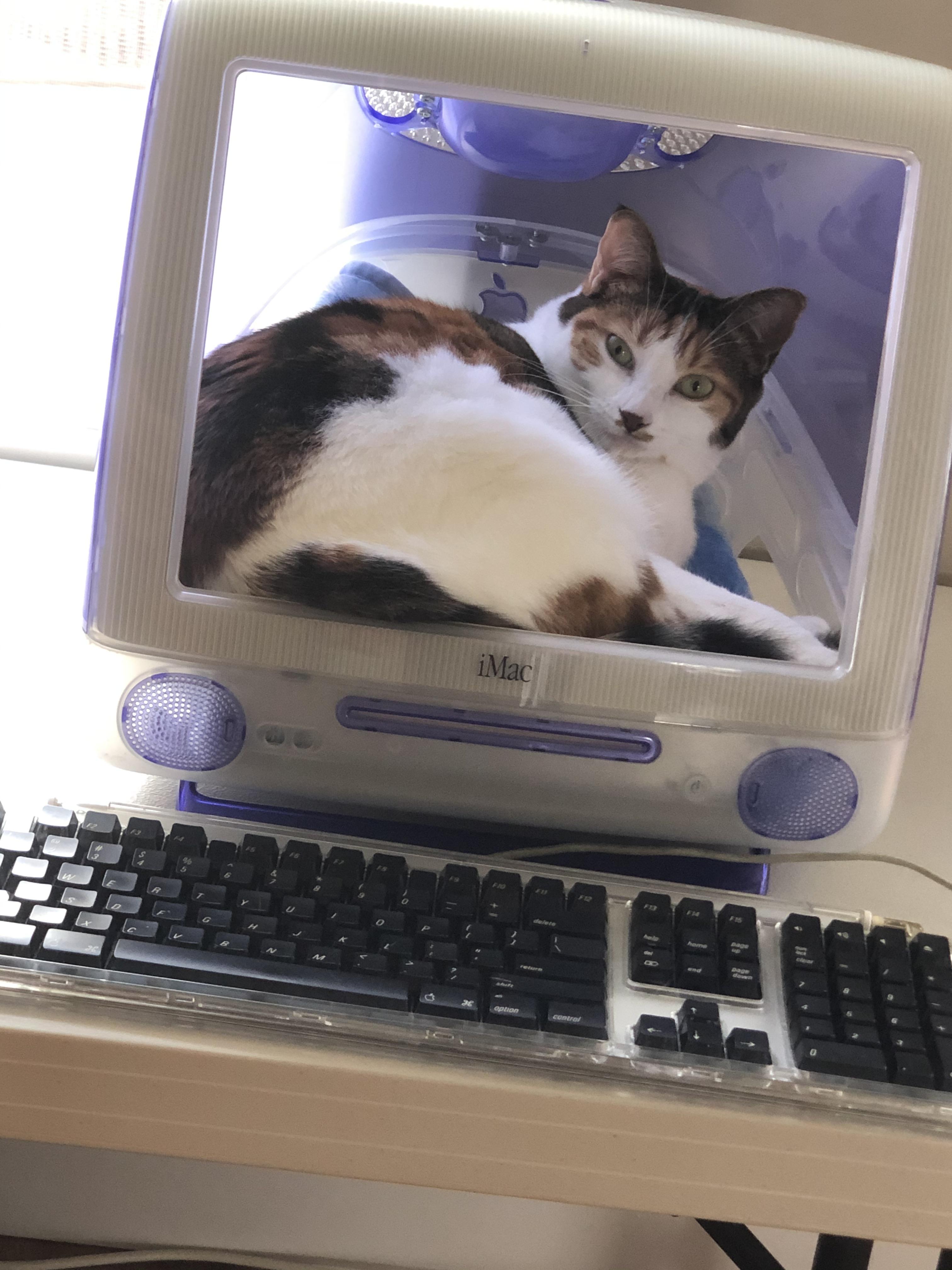 5 Thrift Store Gutted iMac G3 Cat House, good find? VintageApple