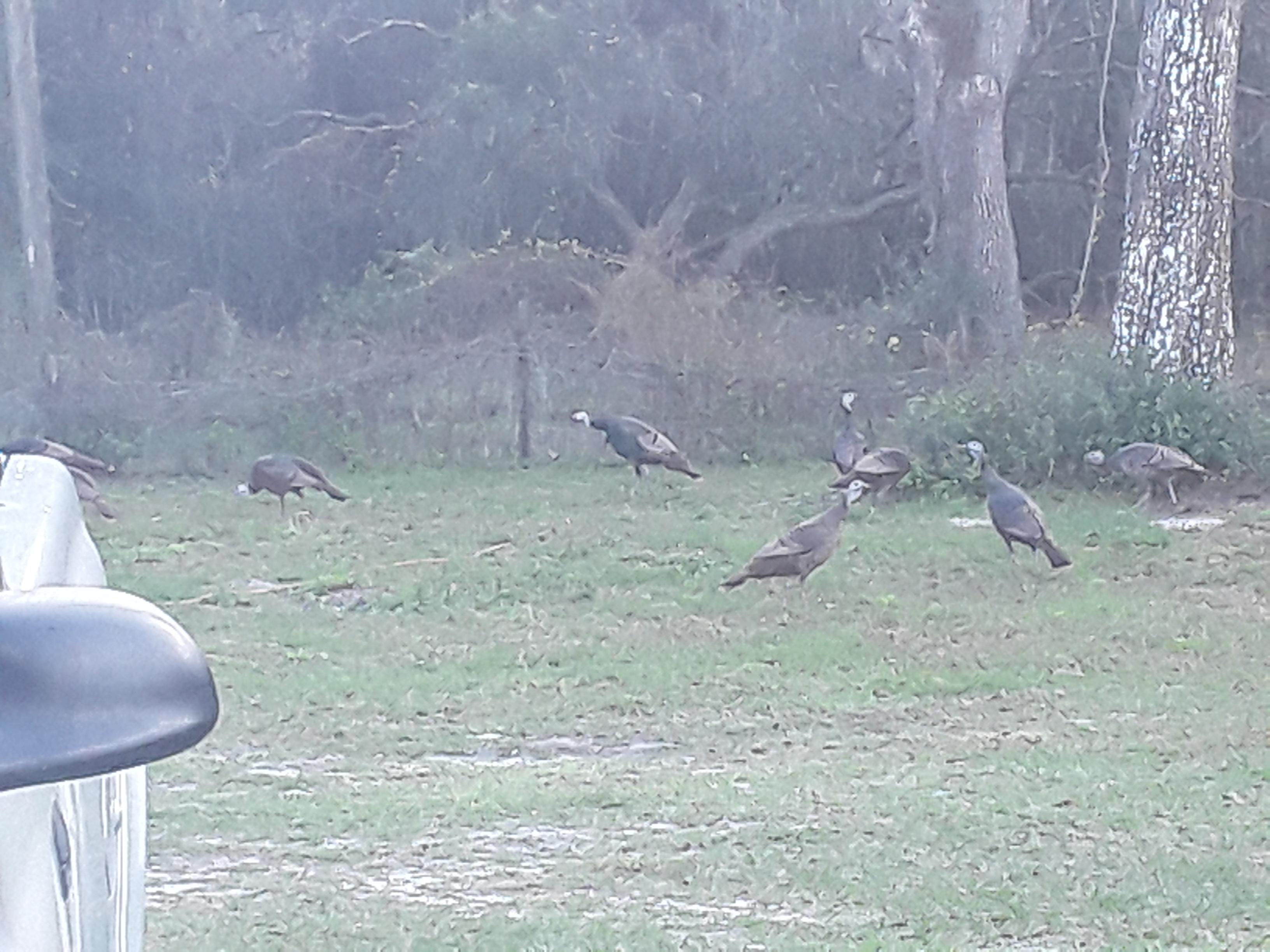 Can you make this picture of buzzards in my grampa's backyard higher