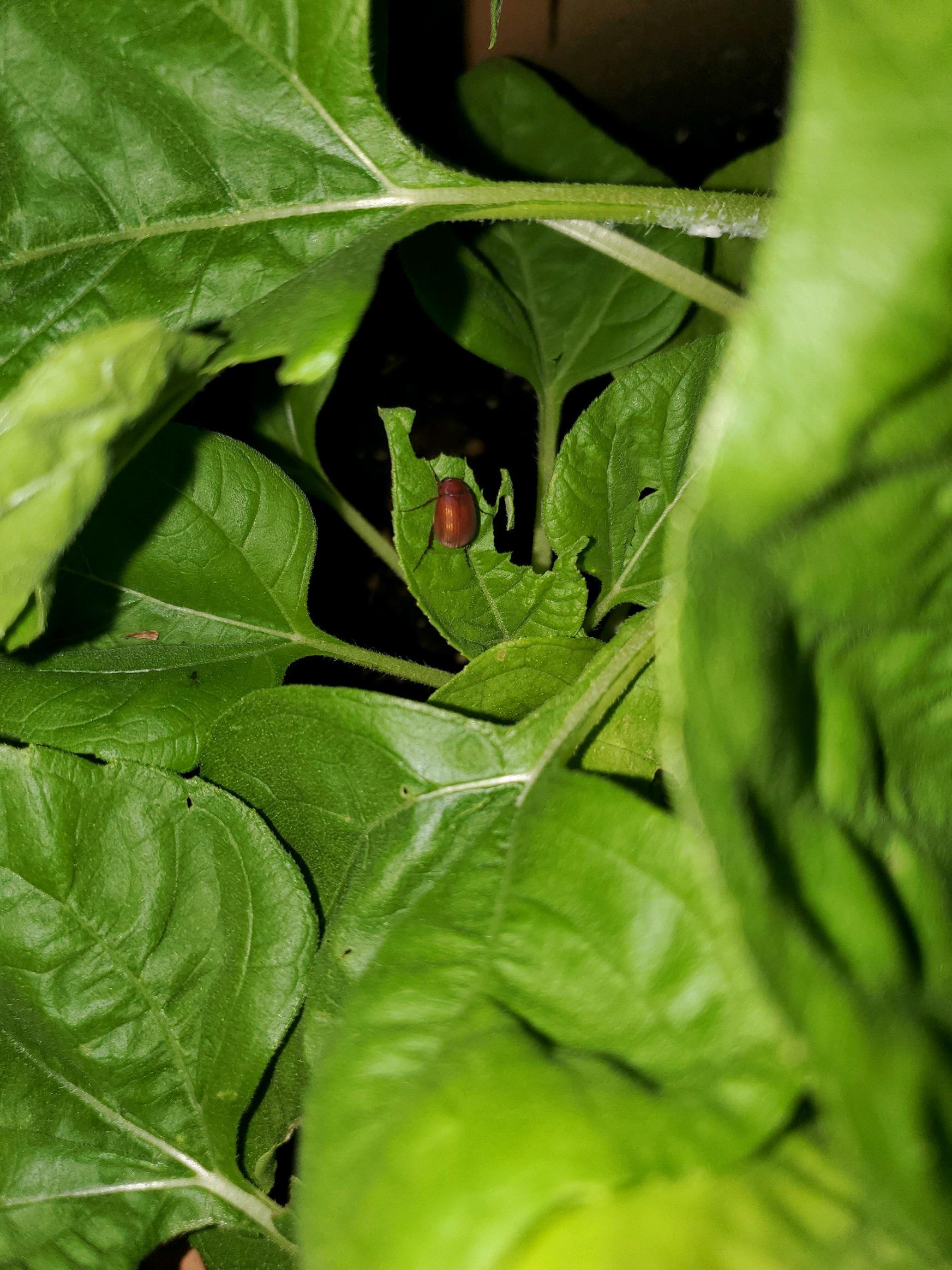 Anyone know what this bug is? Think this is what's eating my sunflower