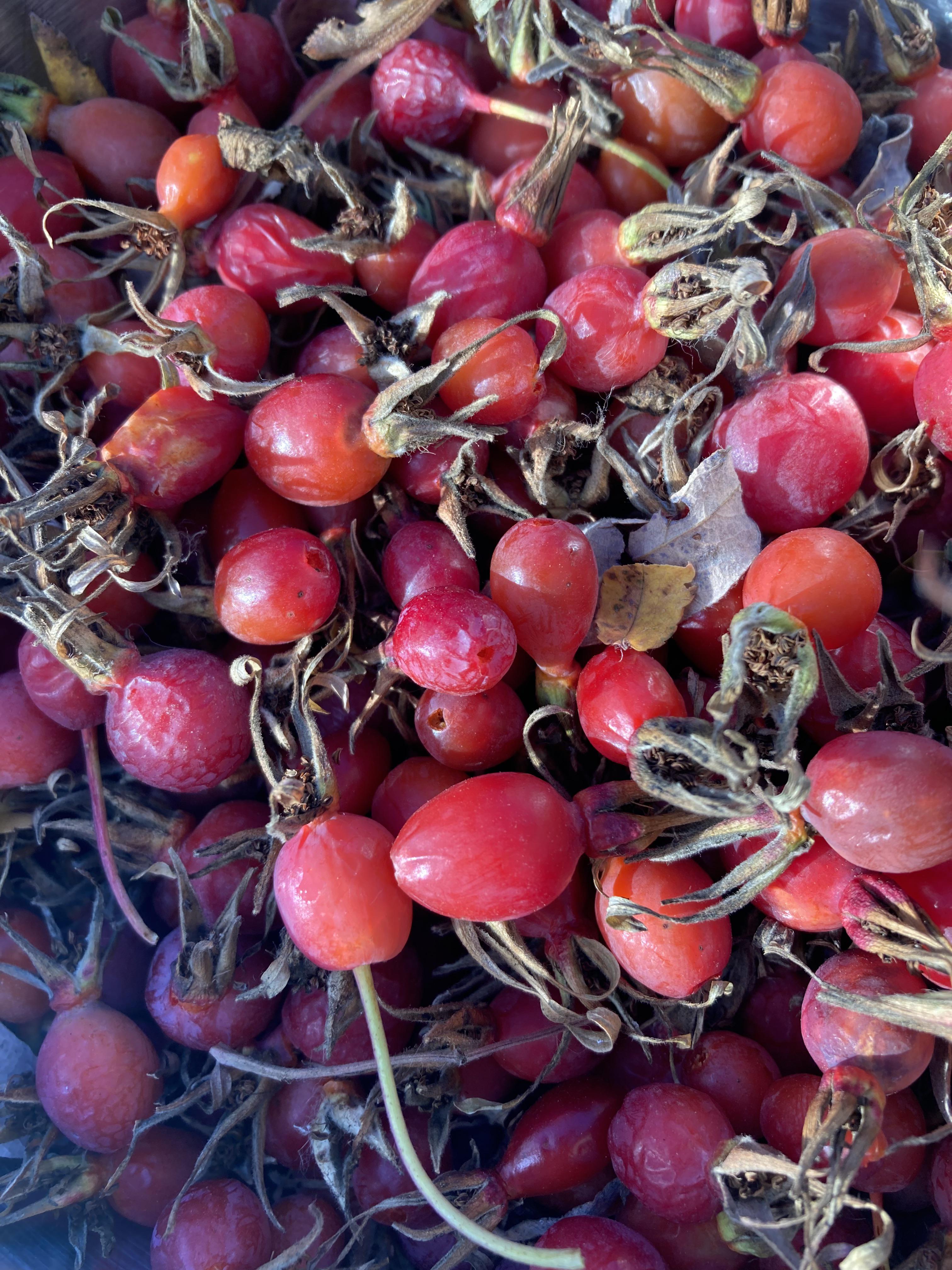 What do you do with fresh rose hips? r/foraging