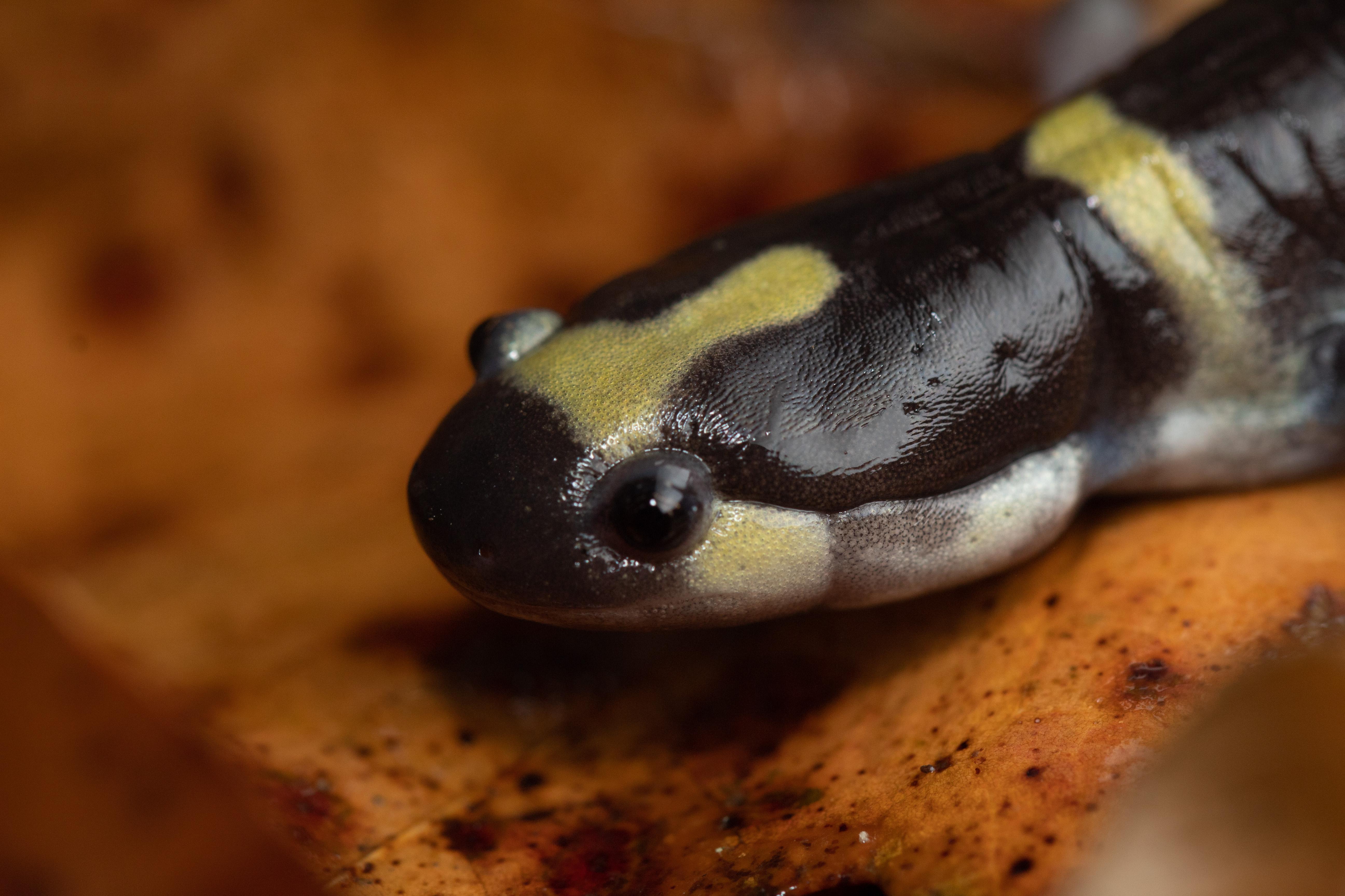 Ringed Salamander (St. Louis Co, MO) r/herpetology