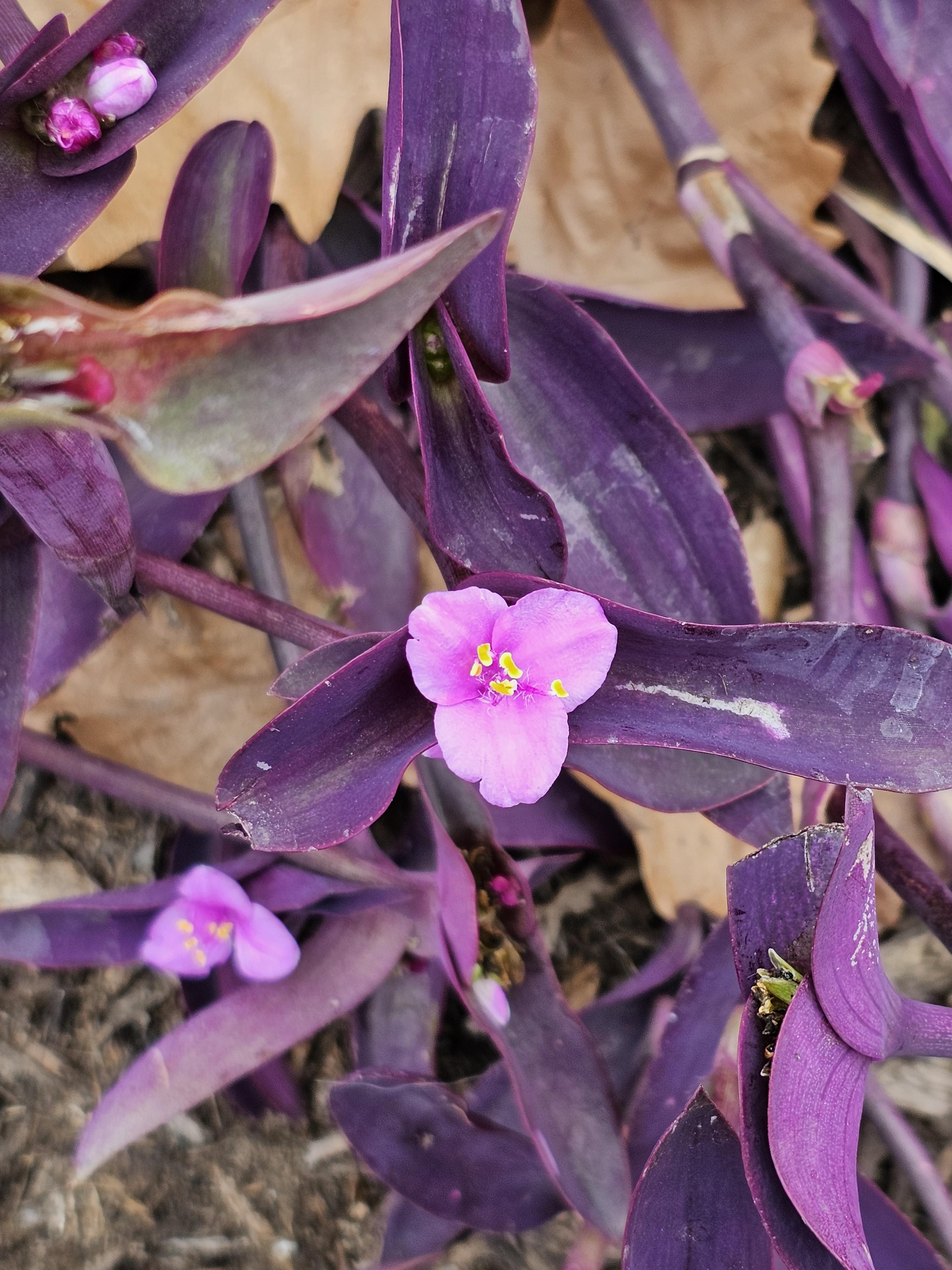 purple plant with purple leaves and pink flower in a texas shopping