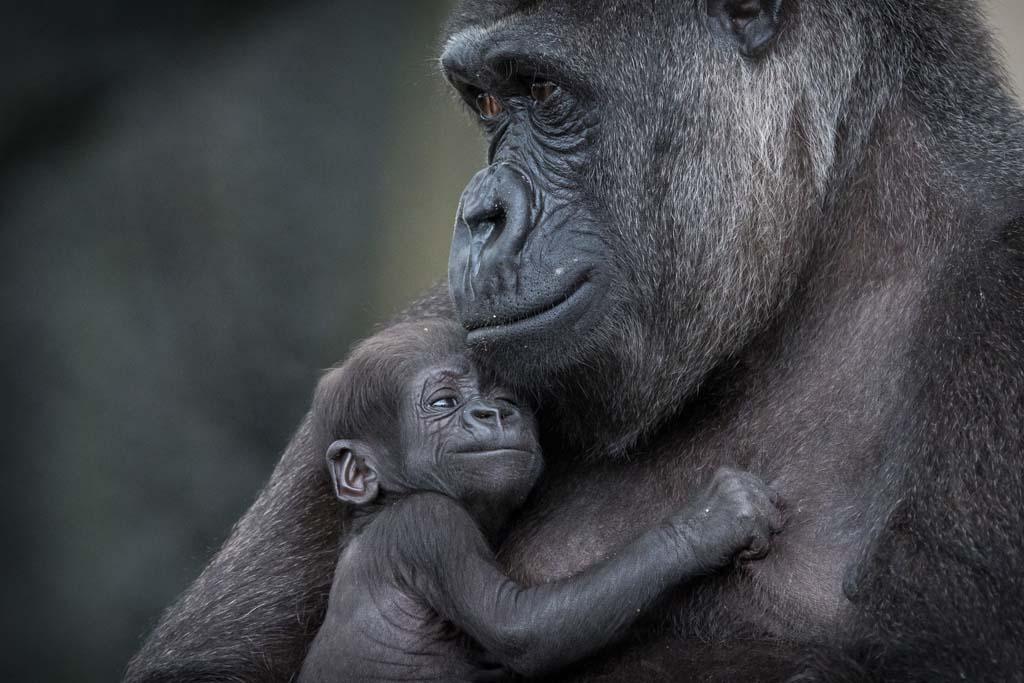 Gorilla Baby Mother