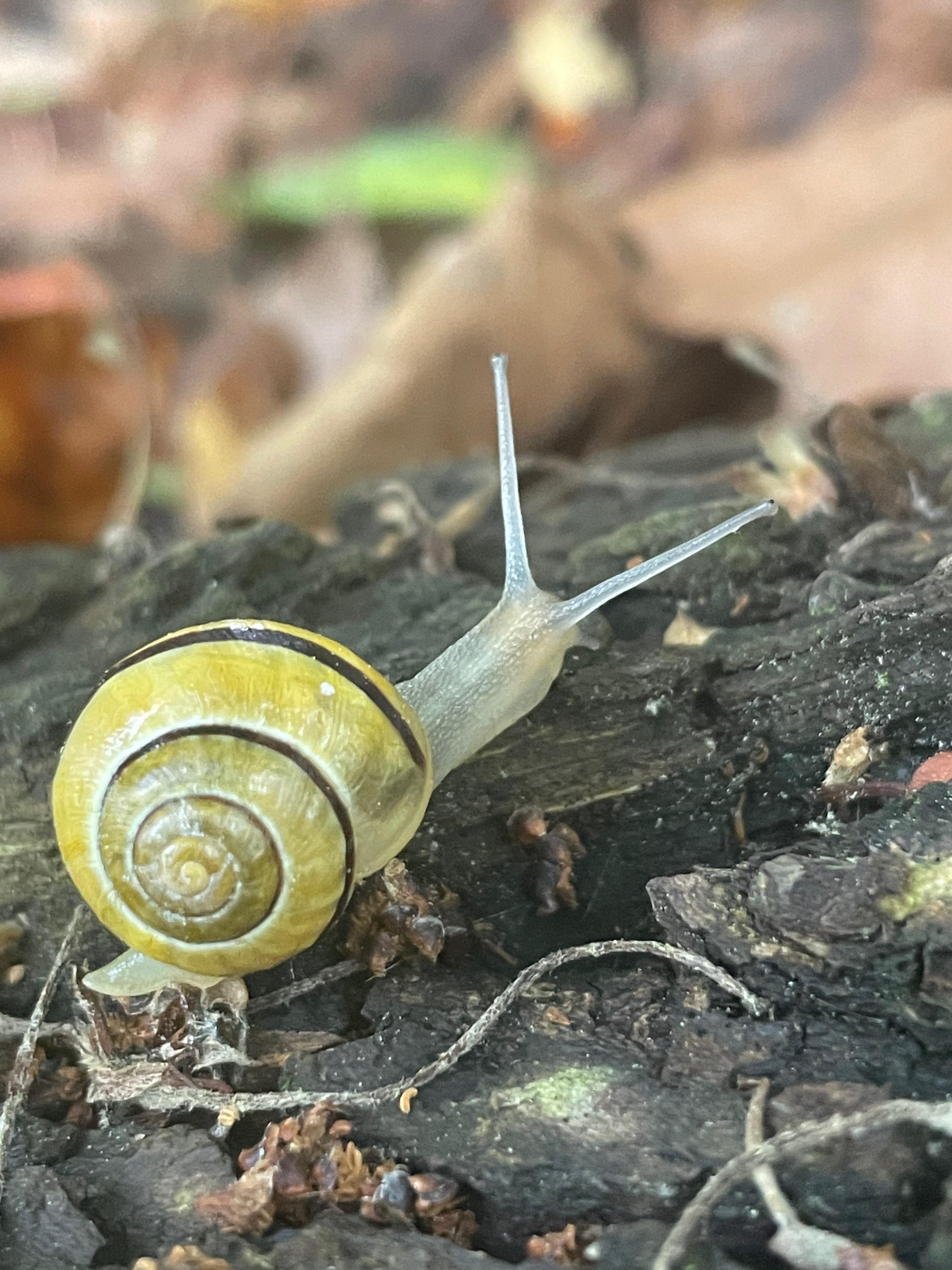 I saved this snail from my apartment parking lot today 🐌 r/snails