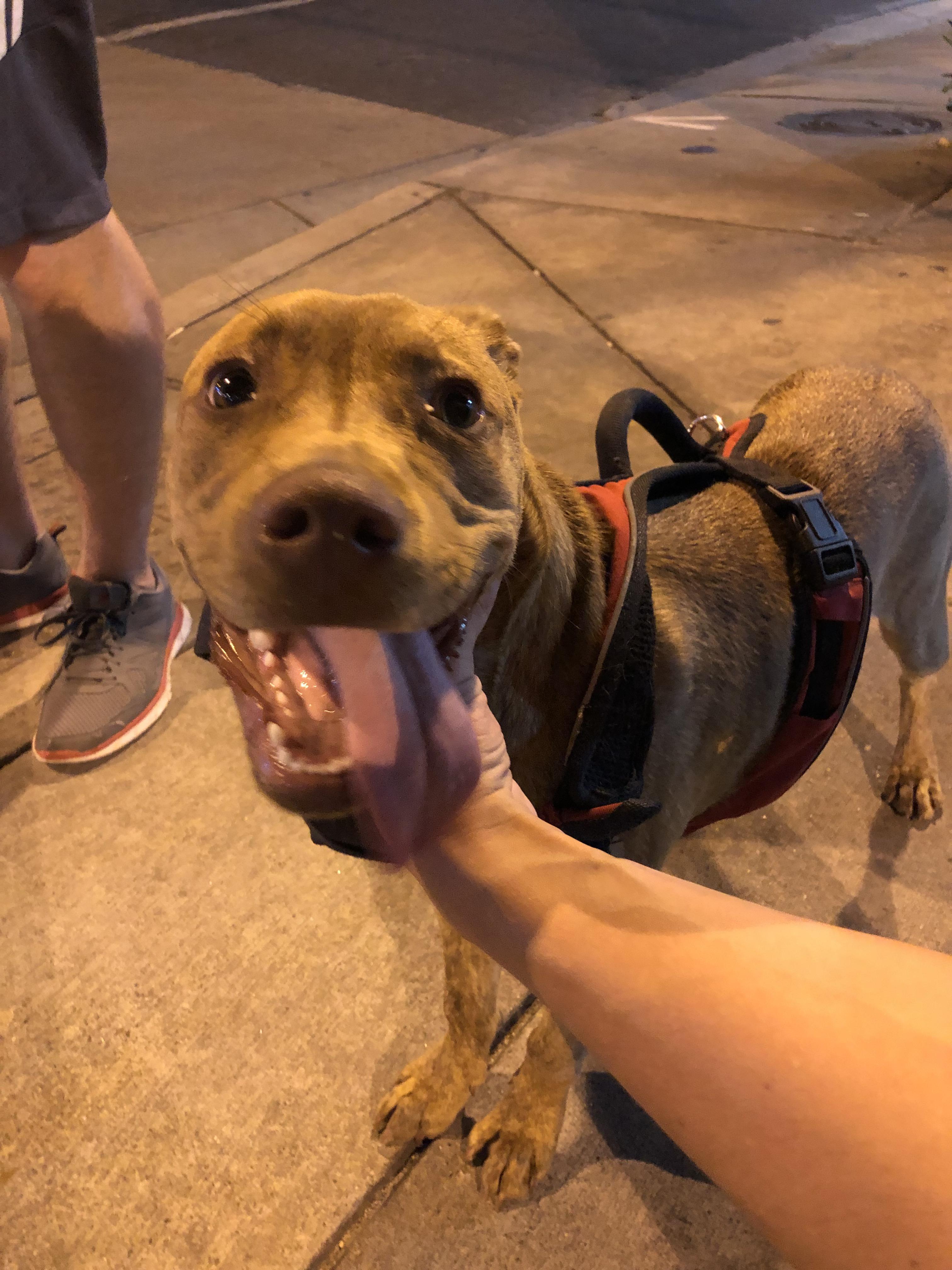 Found dog on 24th and Rio Grande Austin