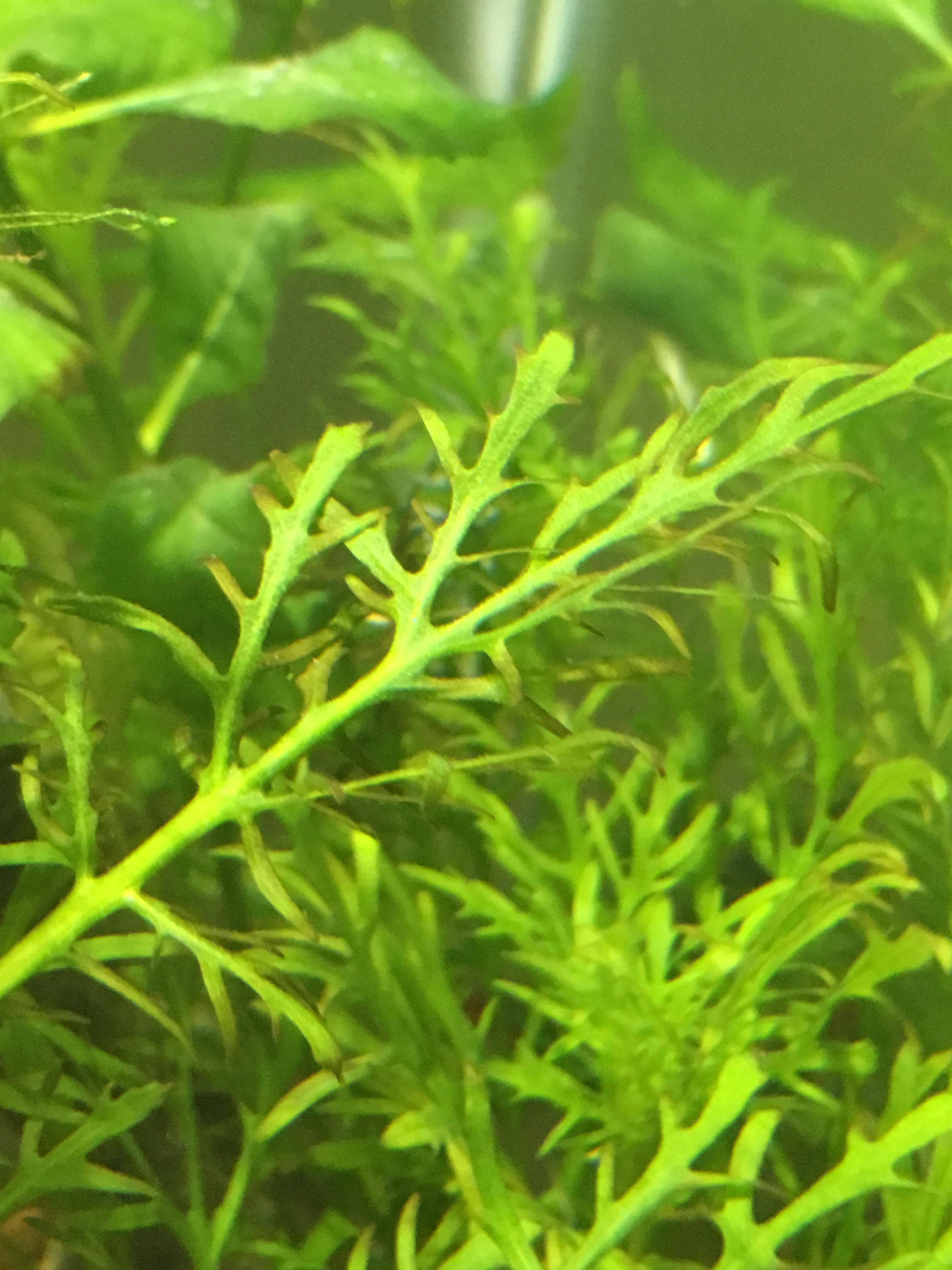 Anyone know what is happening to my water wisteria the tips of the