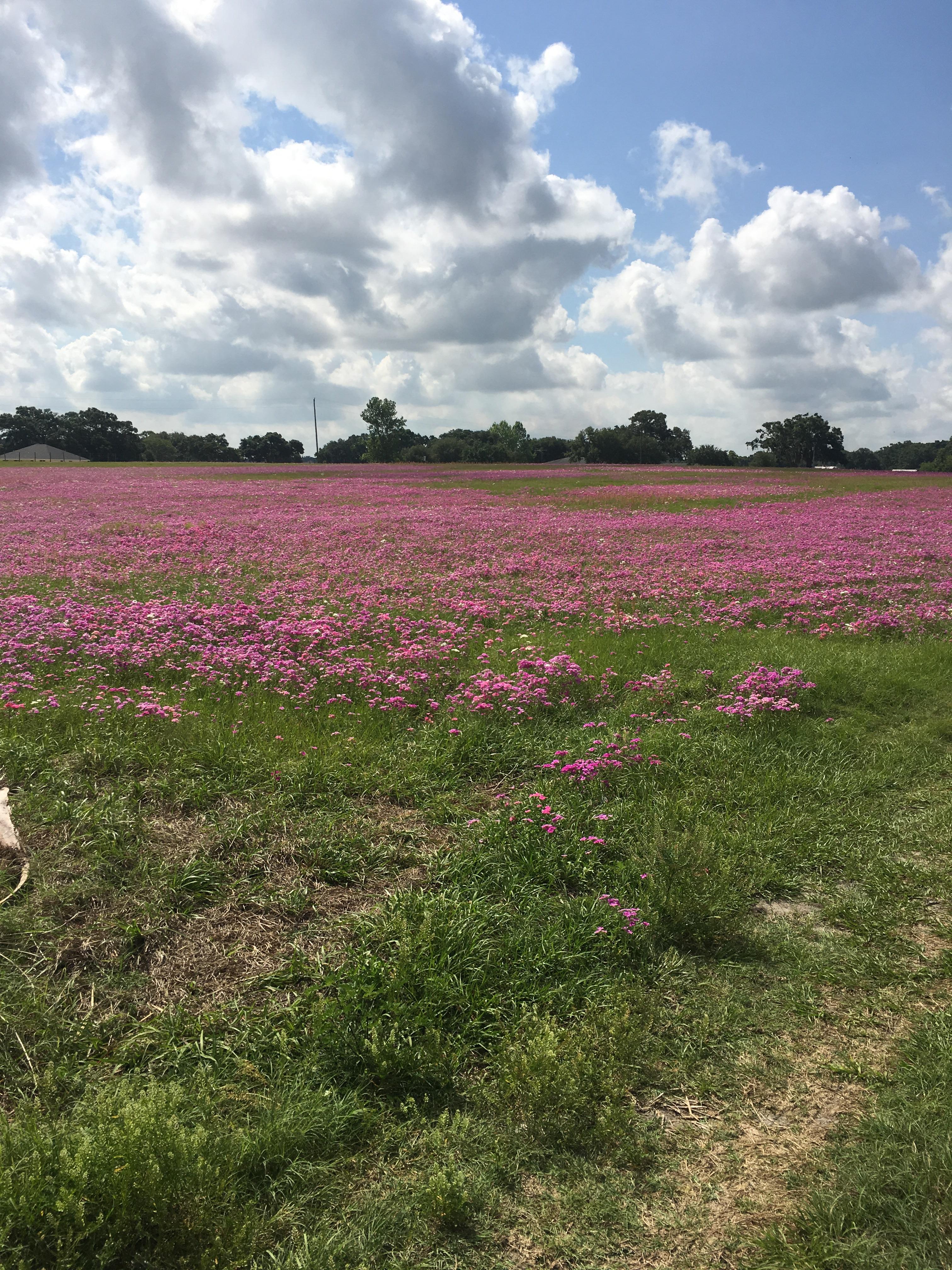 Wildflowers outside of Ocala. r/florida