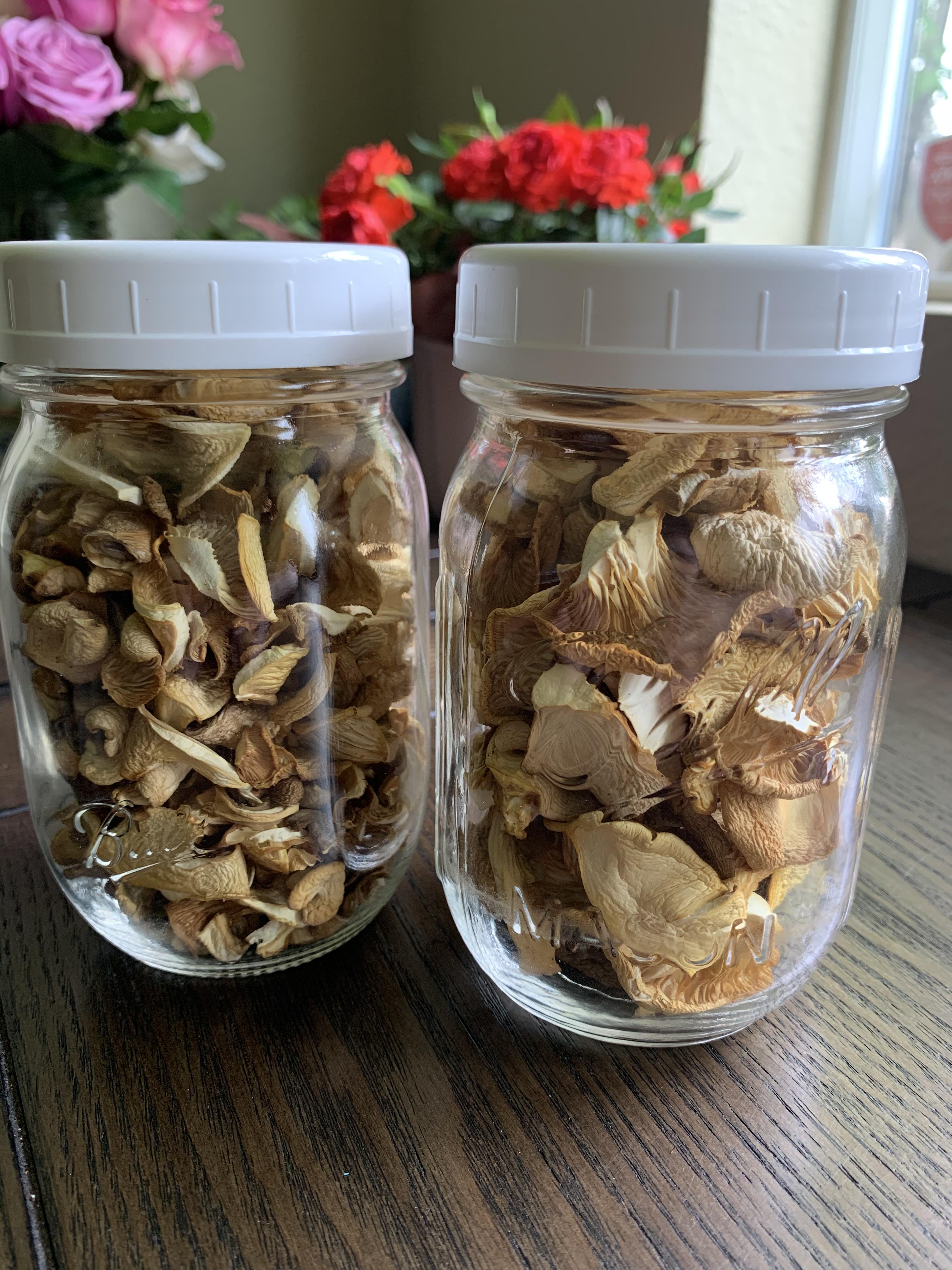 Dehydrated oyster mushrooms i foraged.. heading out tonight to harvest