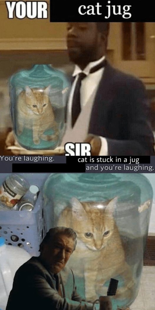 cat is stuck in jug r/memes