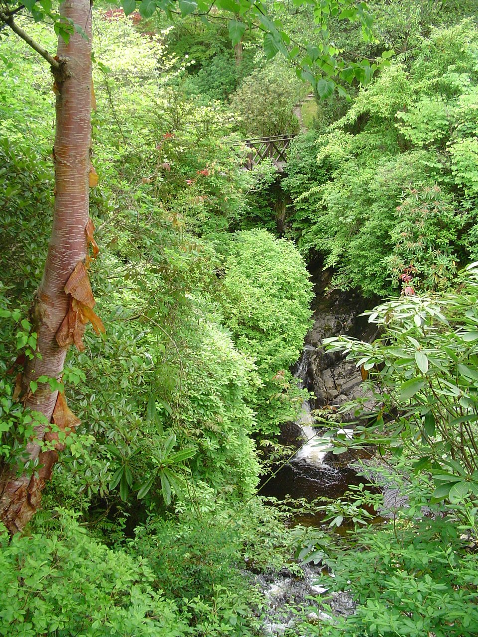 Crarae Gardens, Argyll Scotland