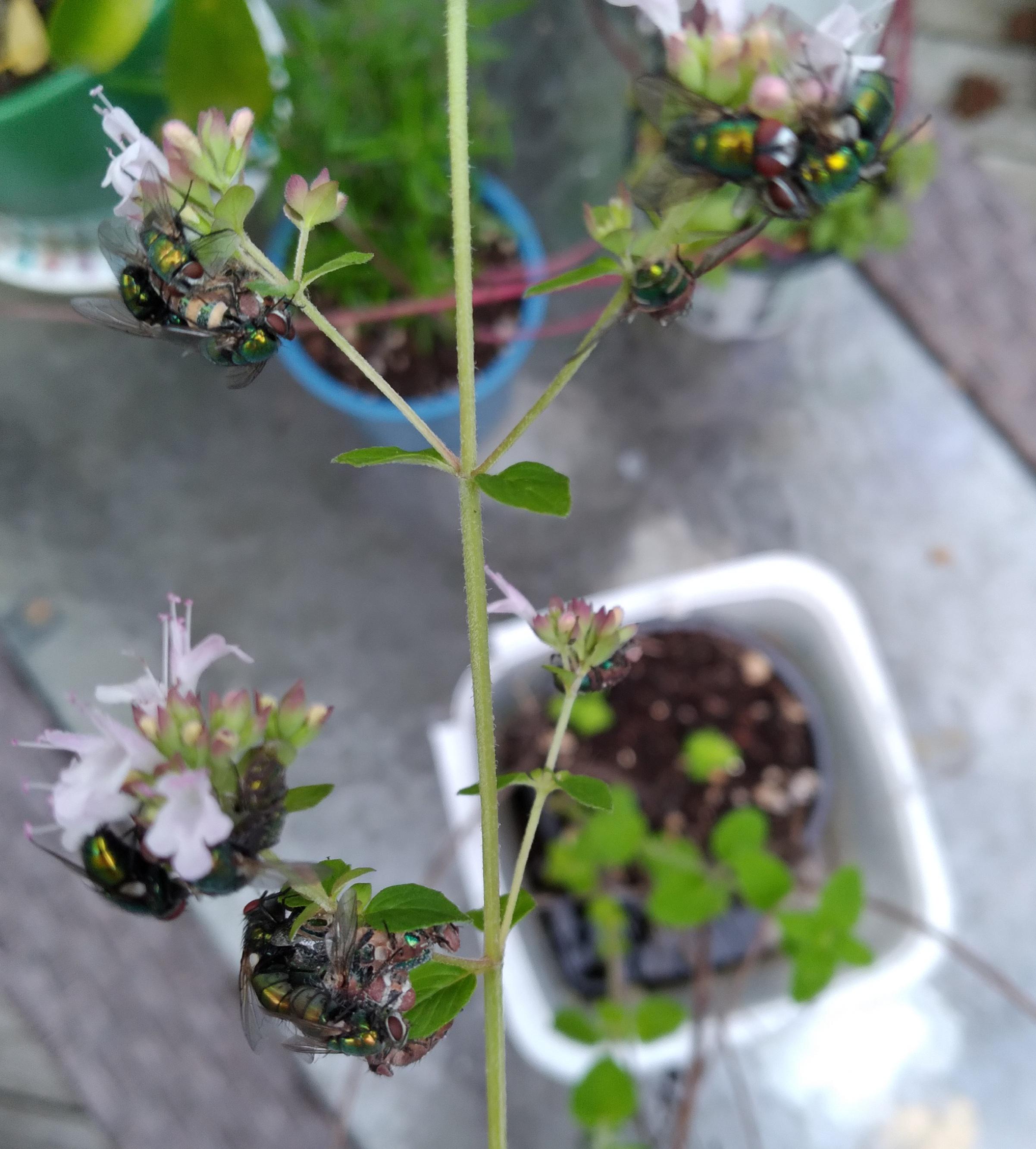 Is my oregano killing these flies? They appear to be attracted to the