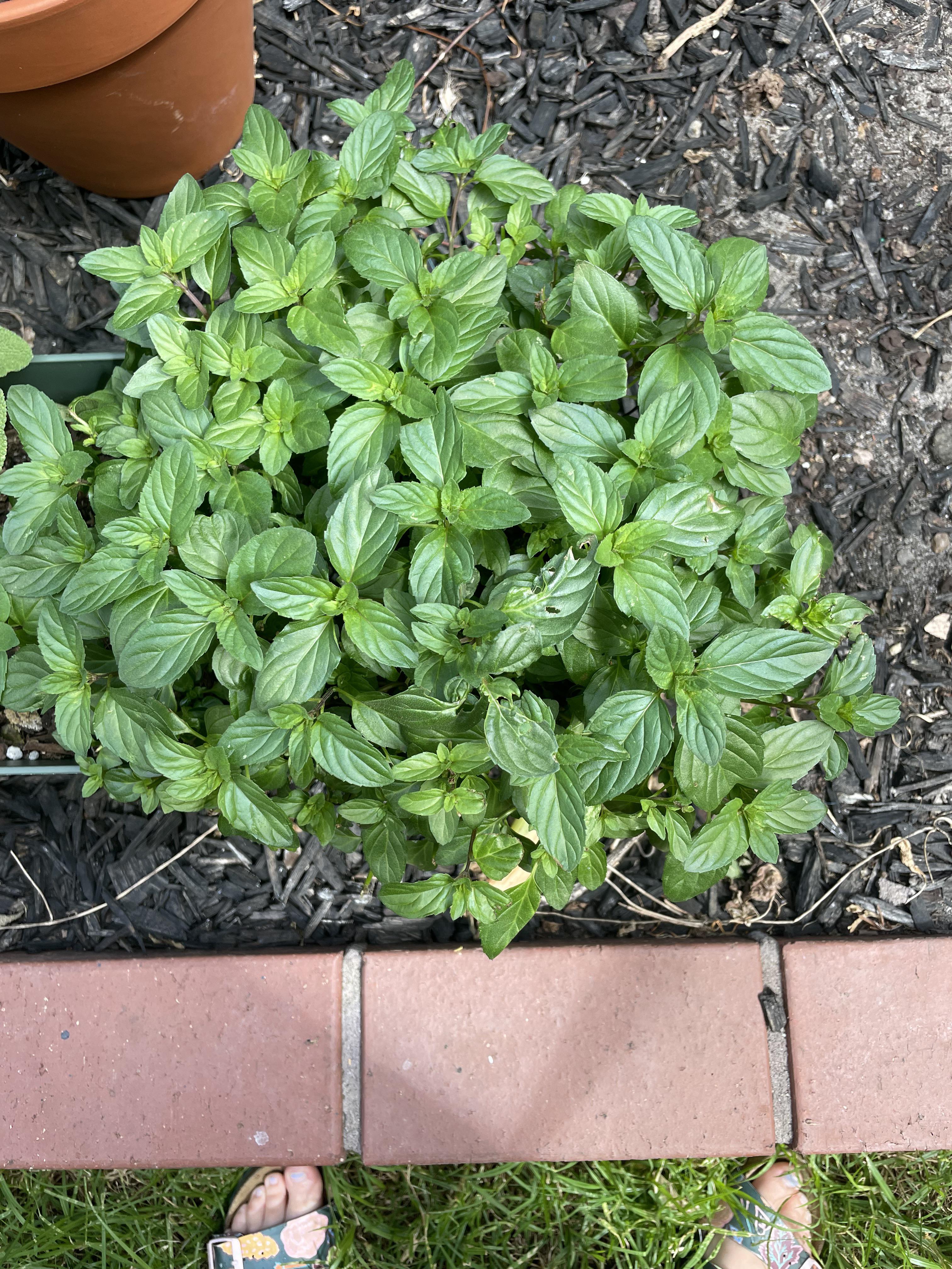 Is my basil bolting? r/GardeningAustralia