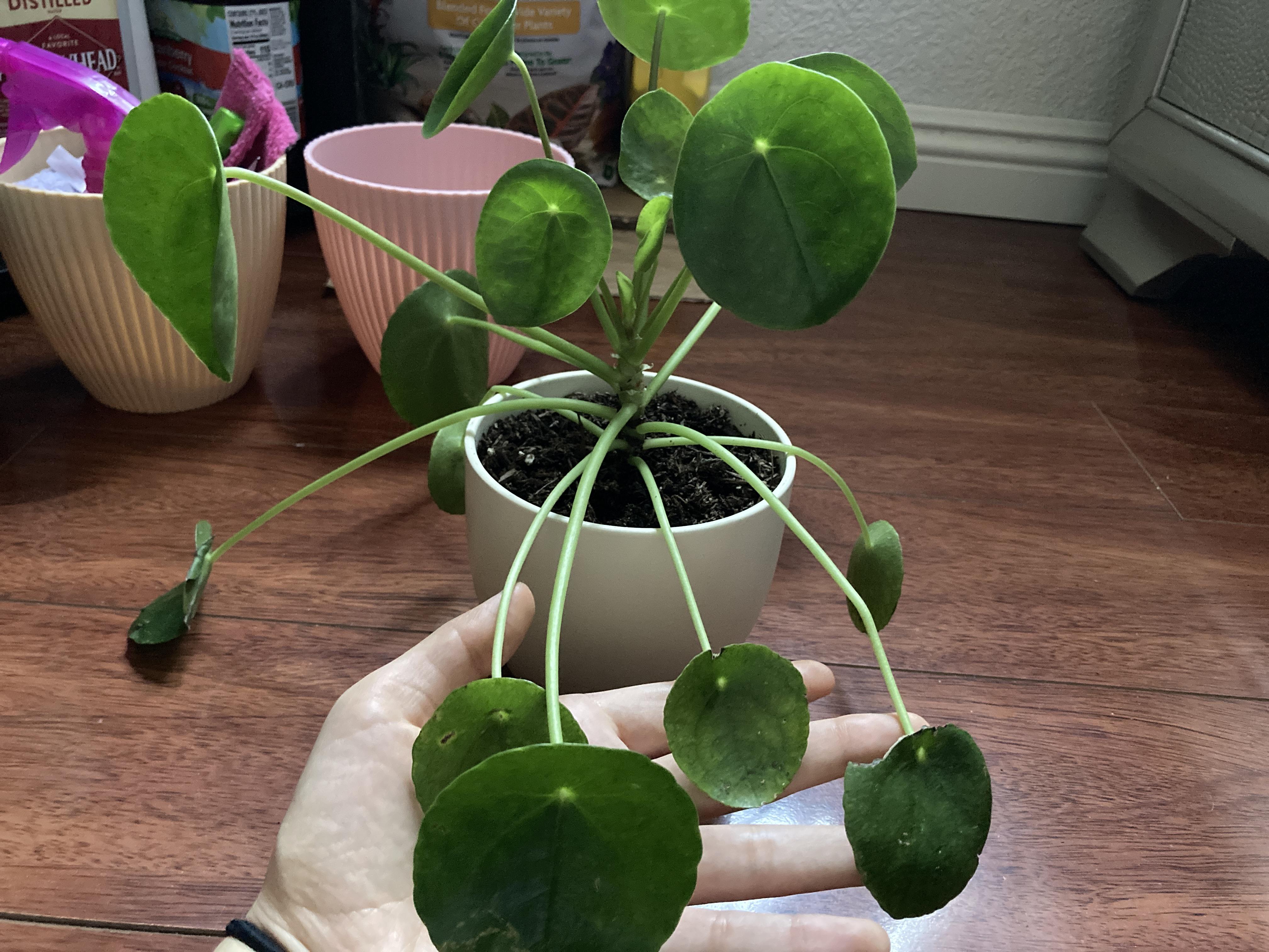 I’m worried about my Pilea Pancake Plant that I’ve had for a week (new