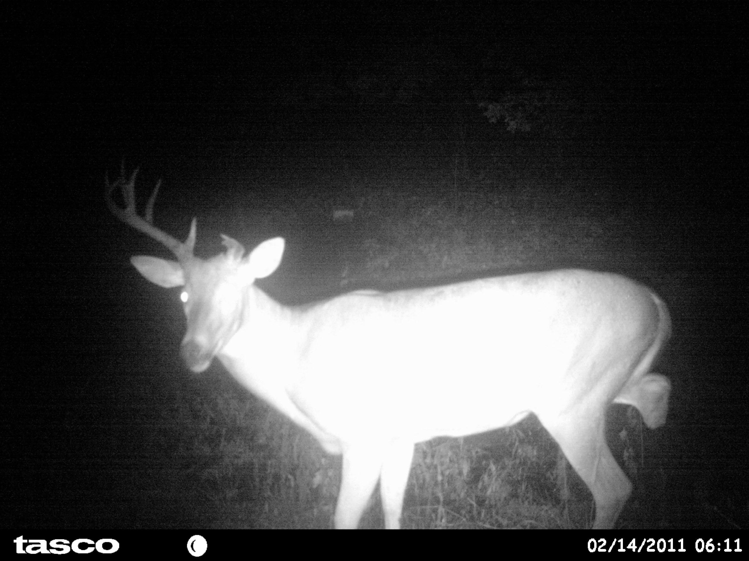Trail camera image of a deer missing an antler and a leg. r/natureismetal