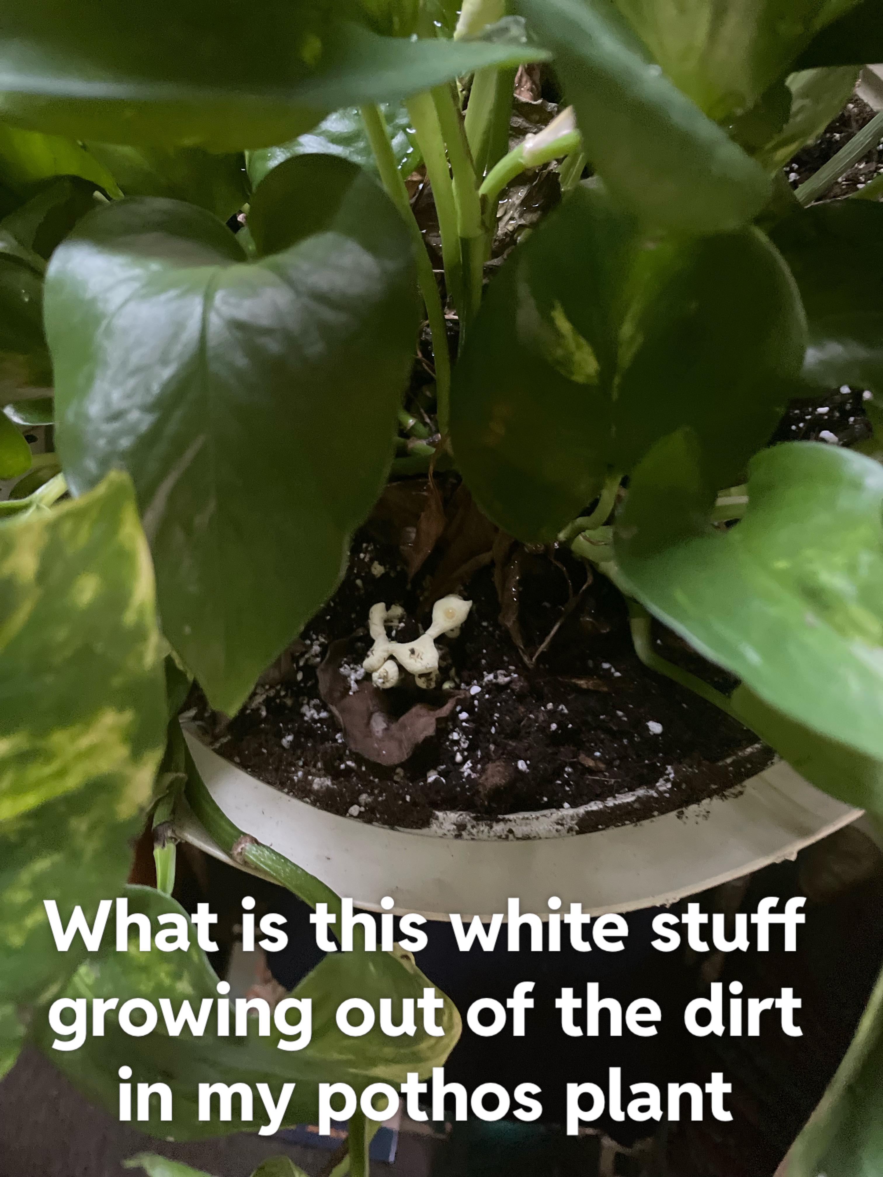 Help with pothos plant r/plantclinic