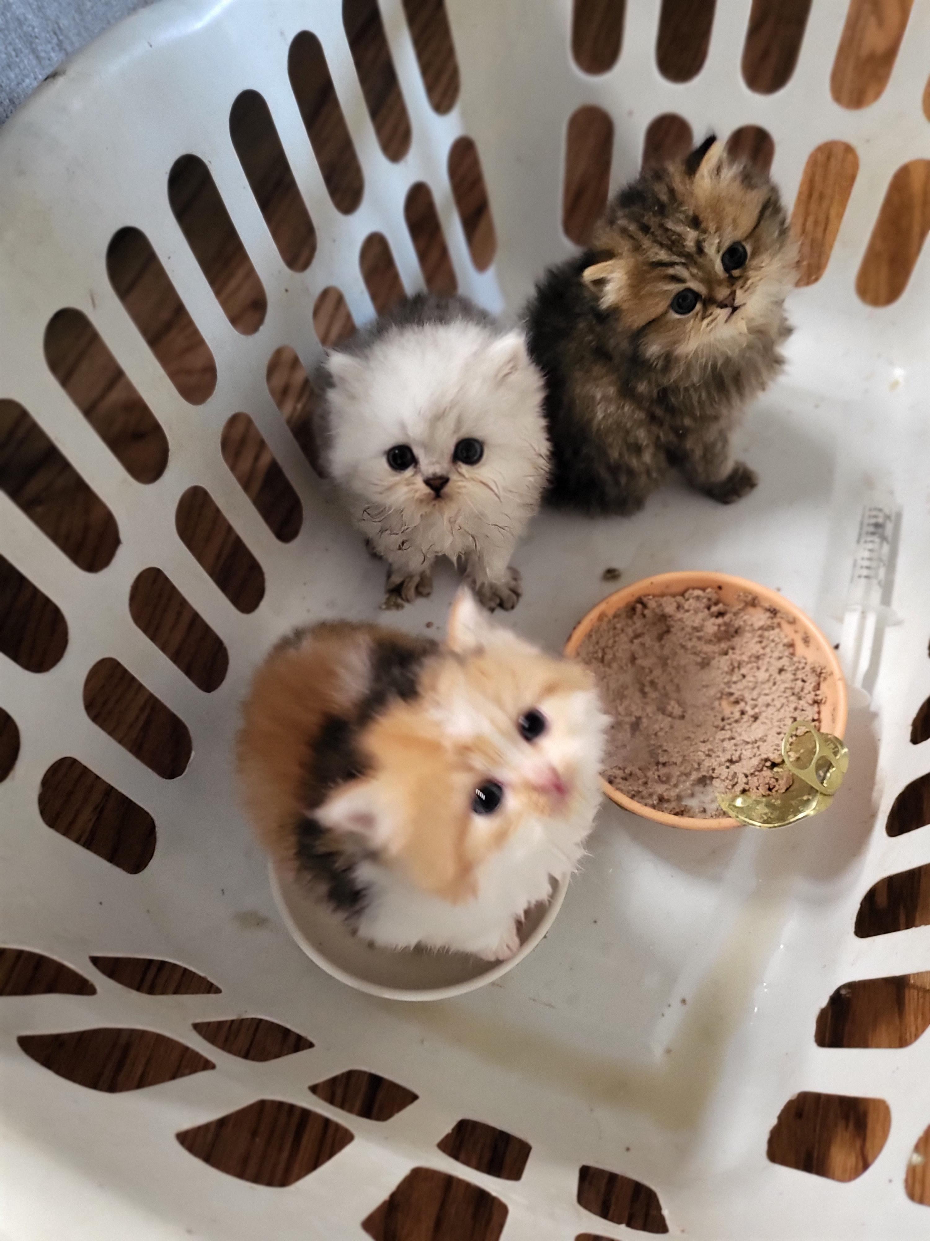 A picture of the other two persian kittens from the kitten in the
