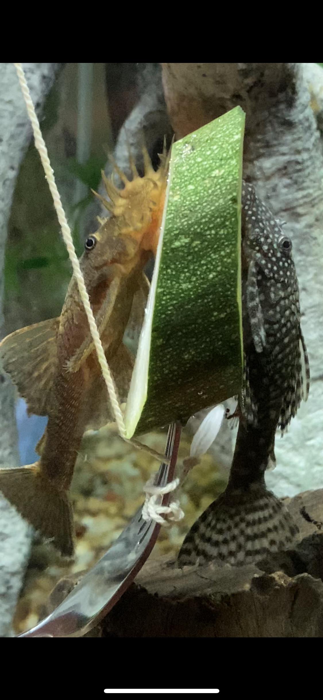 my two lovely plecos sharing a zucchini! r/Awww