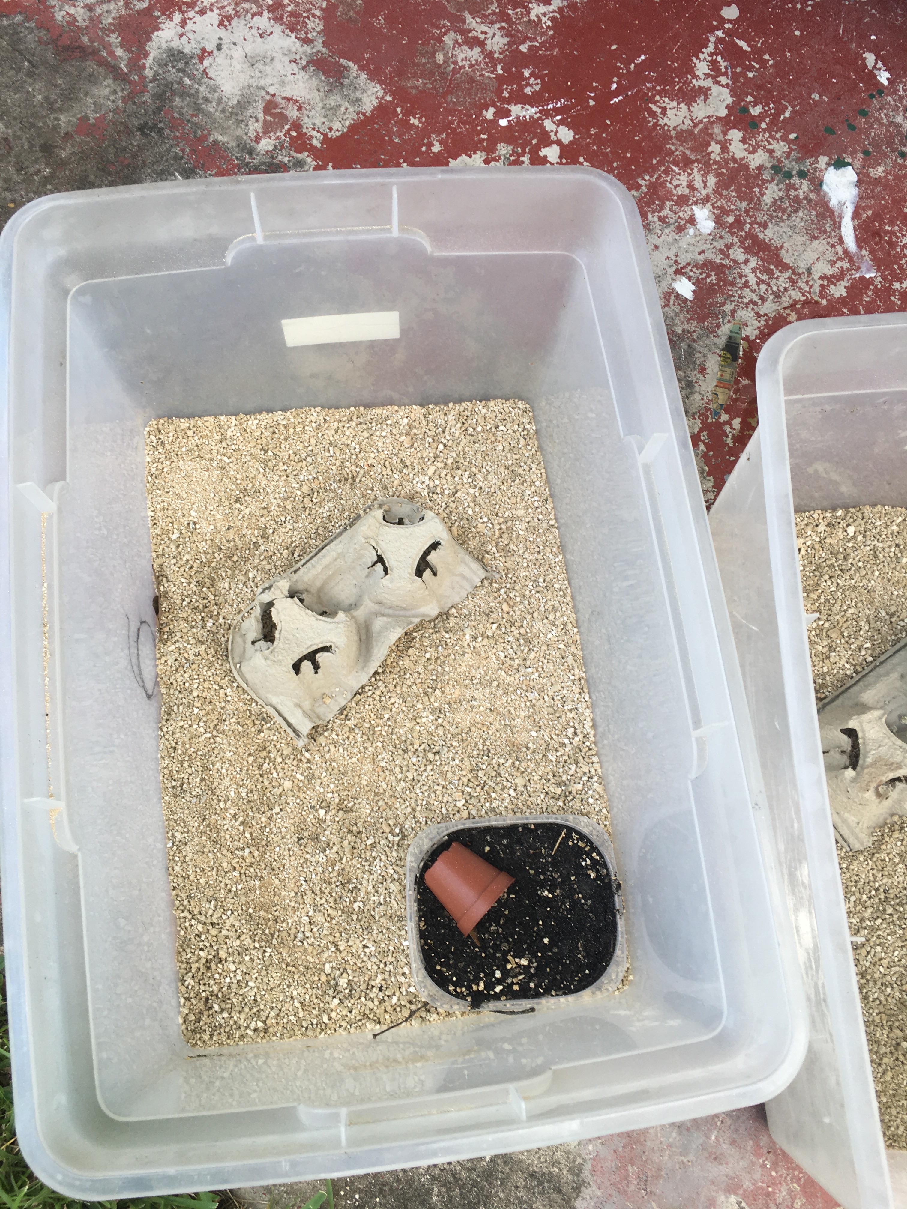 Gonna be breeding crickets for the gecko(got 2) r/leopardgeckos