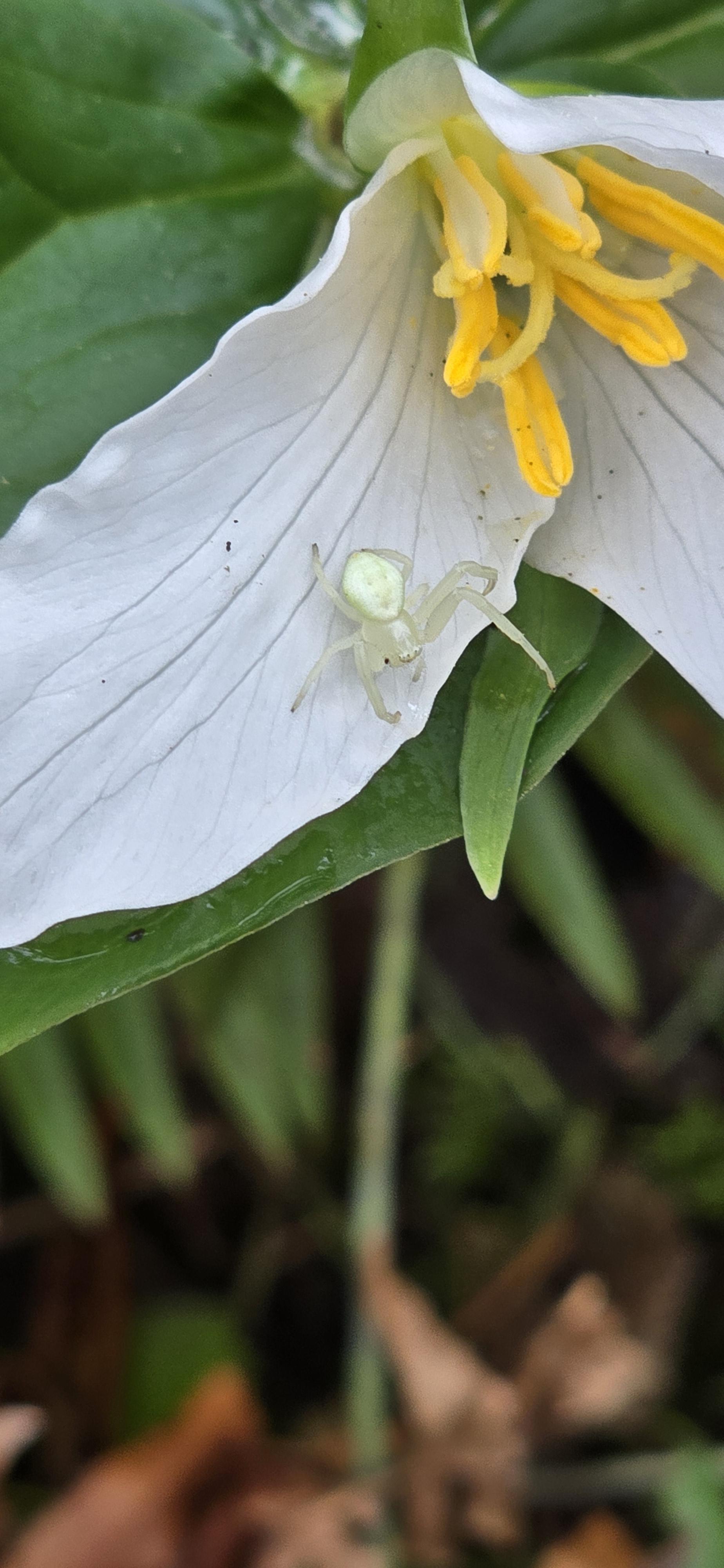 Made a little flower spider friend (Misumena vatia) while appreciating