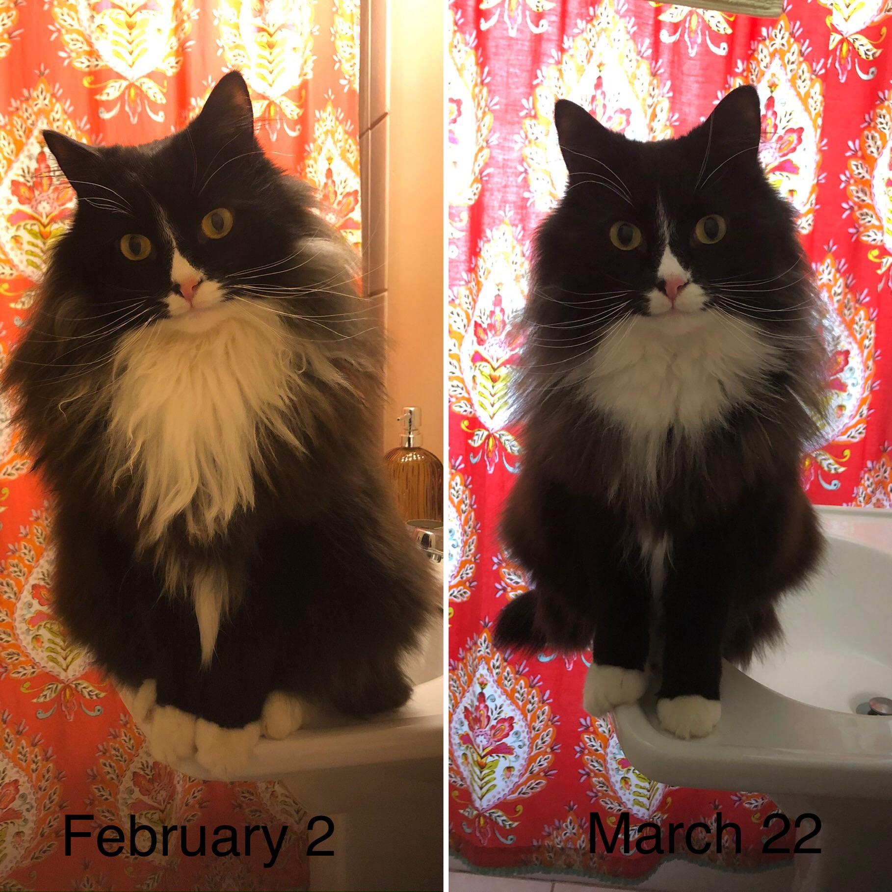 23 best u/stinky_cat_toes images on Pholder Cats Are Assholes