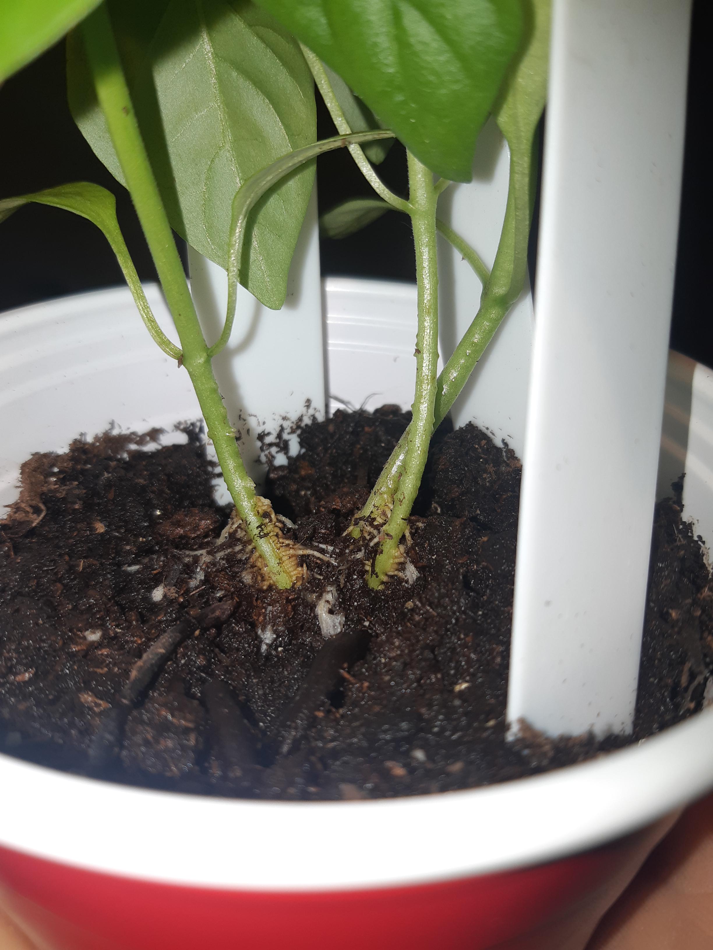 Why are my pepper plants growing roots on the stem, above the soil? r