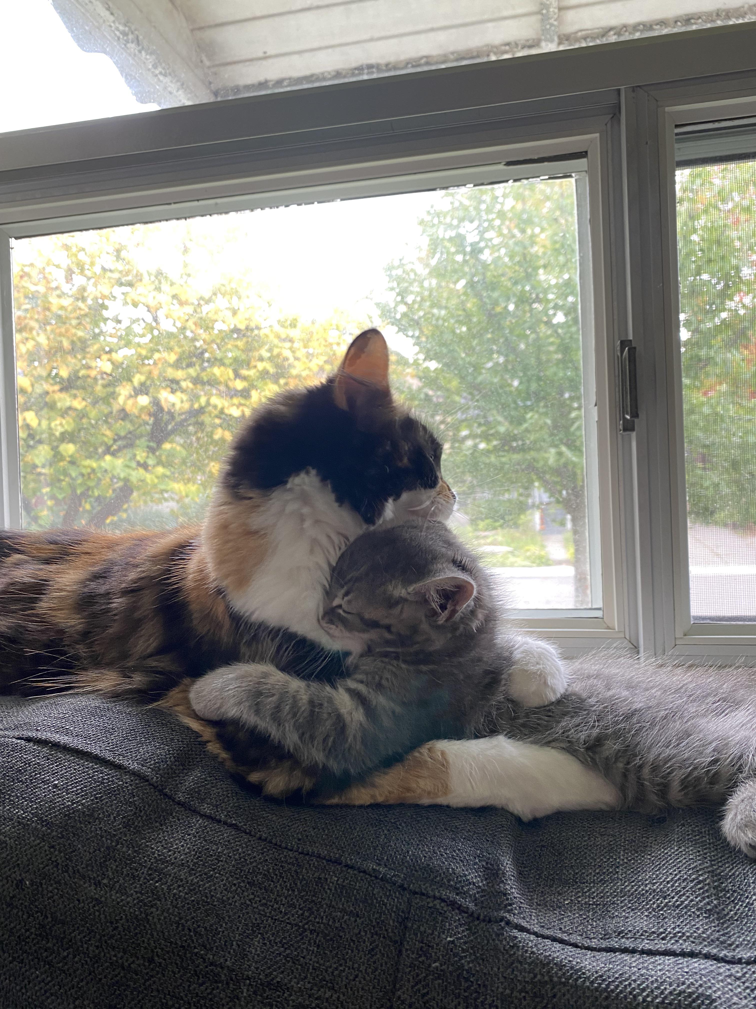 My cat is absolutely obsessed with our new kitten. r/aww