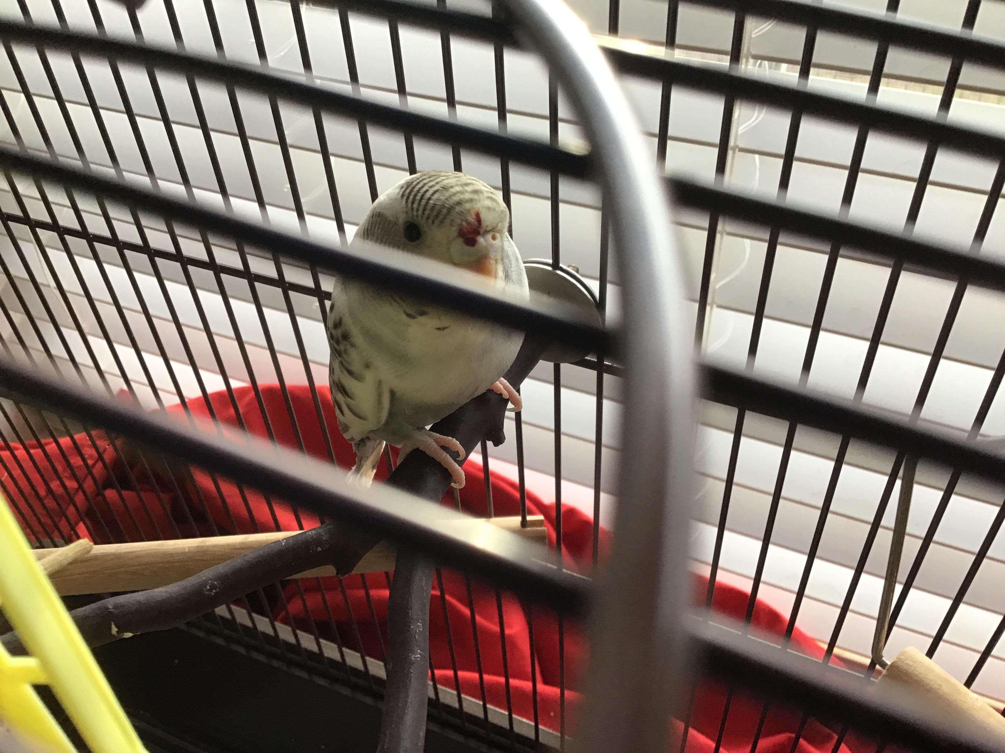 She flew into the fan. Should I be worried? r/Parakeets