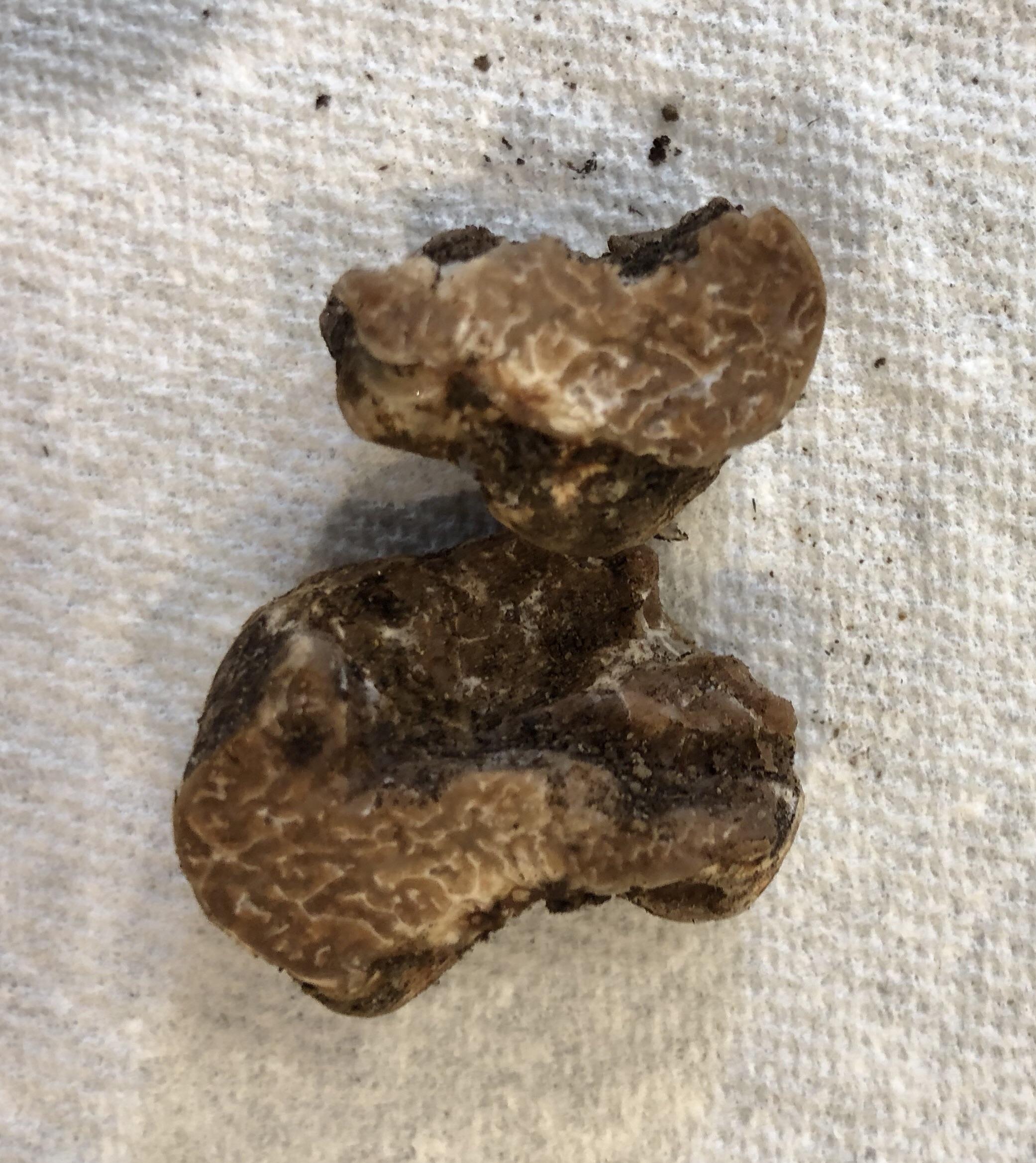 My dog dug up what I think is a truffle in our yes here in Bellevue WA