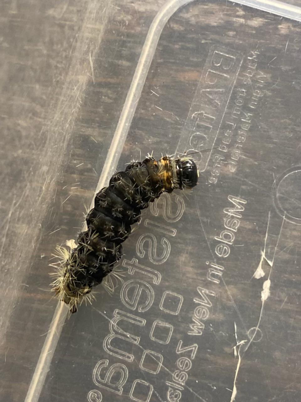 Need help identifying this caterpillar. Caused bad rash in a child. r