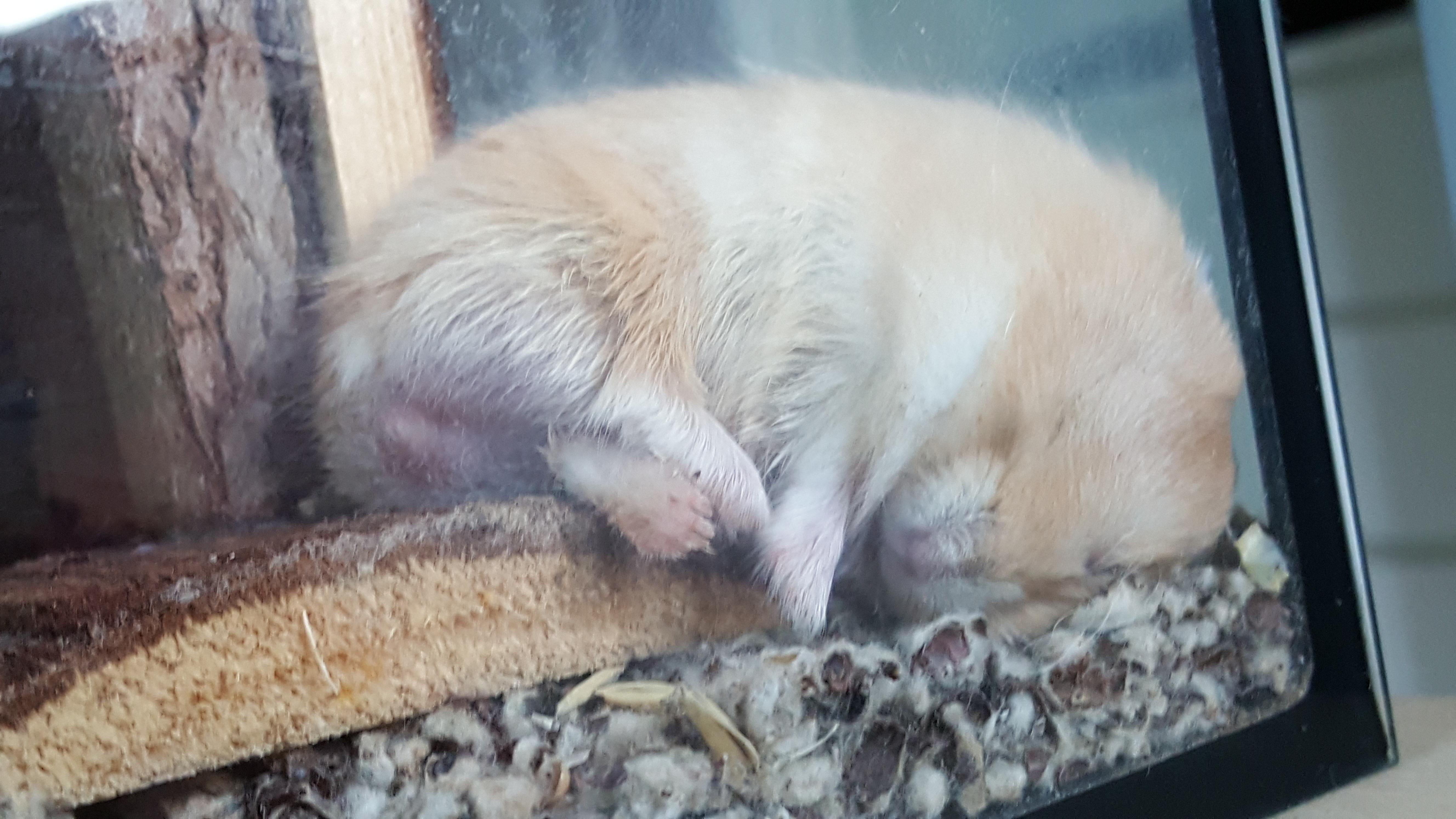 My hamster has a swollen butt. I googled it and there were two