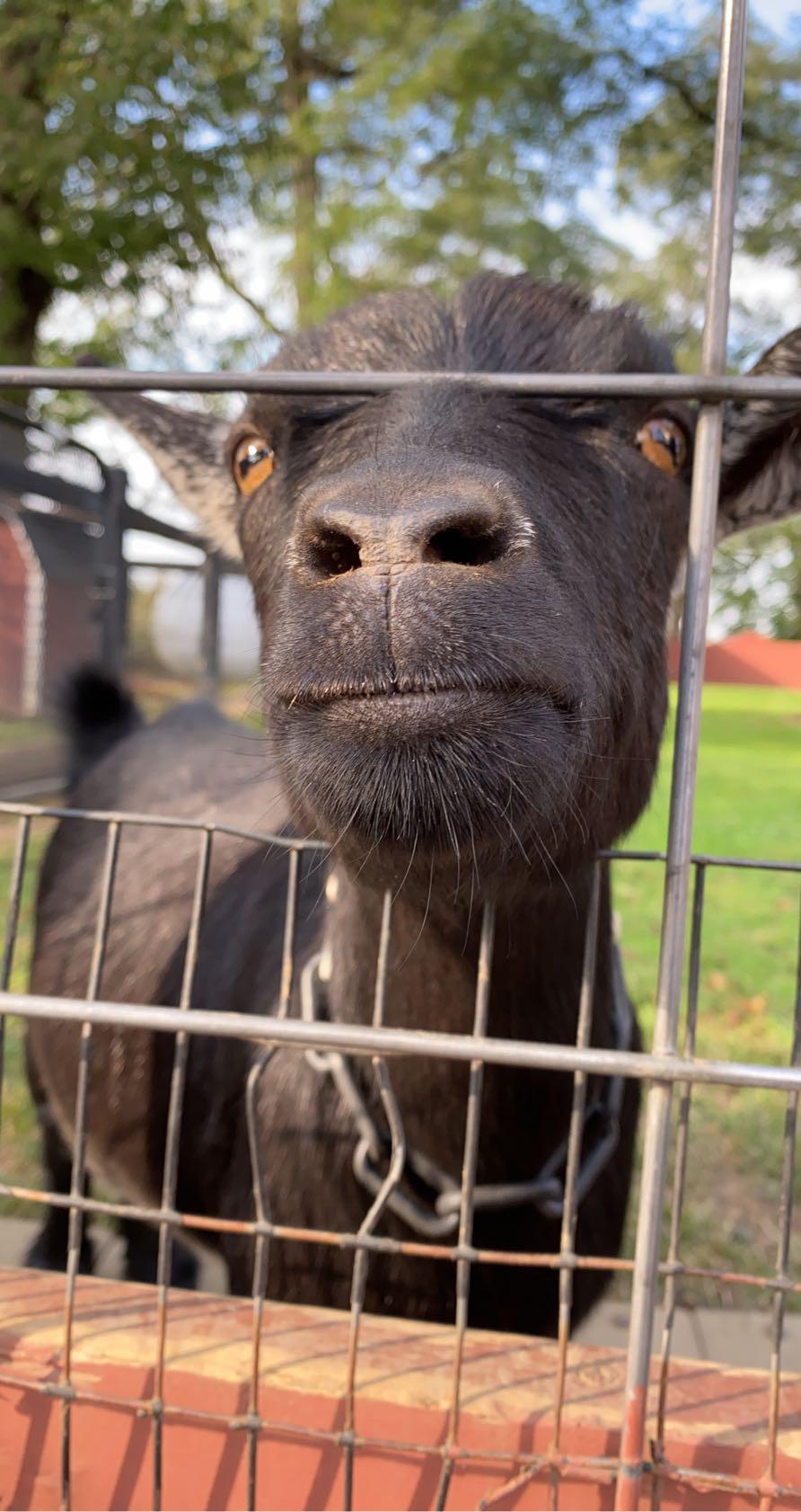 lancaster goat part 2 r/goats