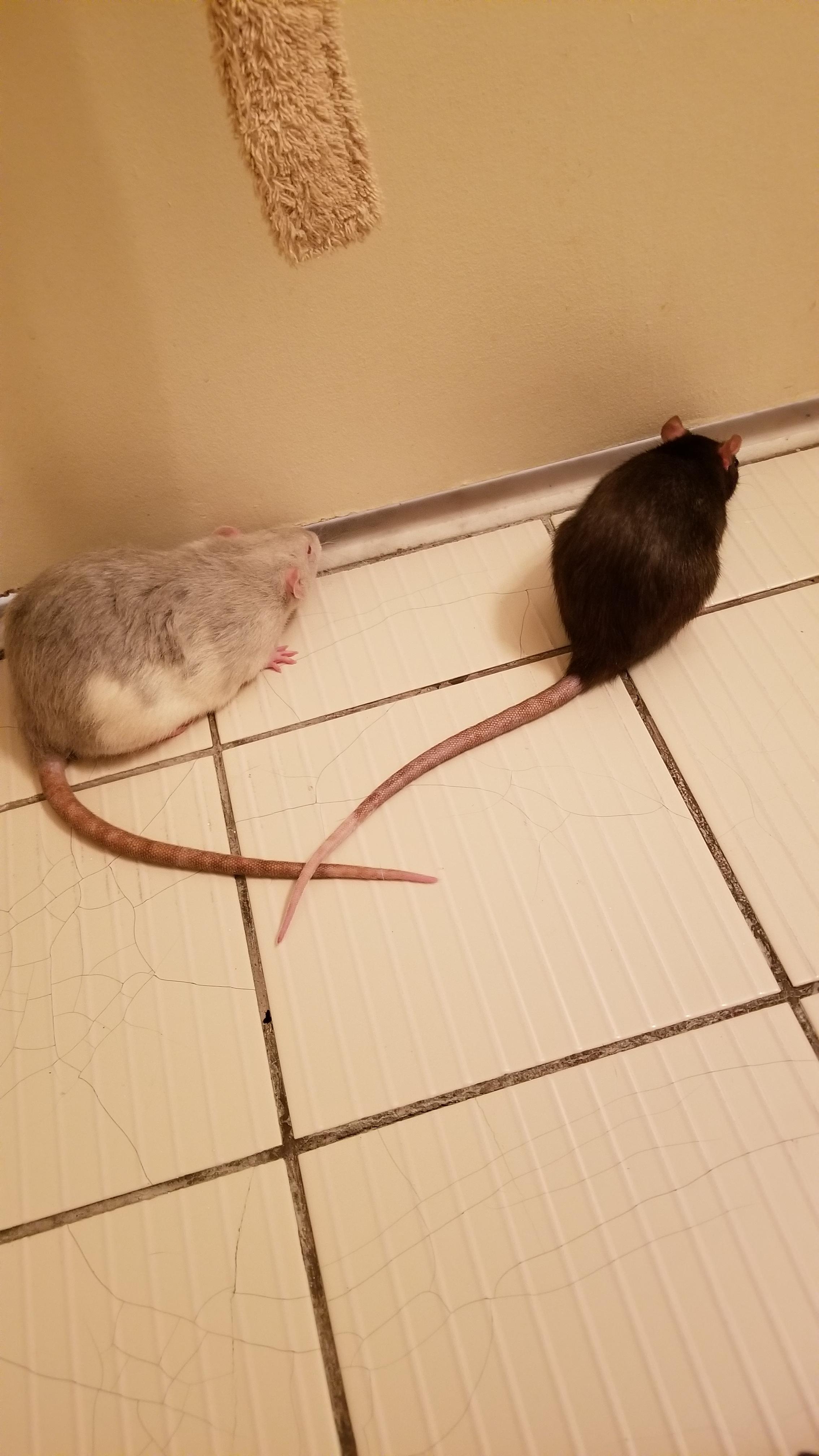 My mom Your rats are fine but their tails gross me out. Me LOOK AT MY